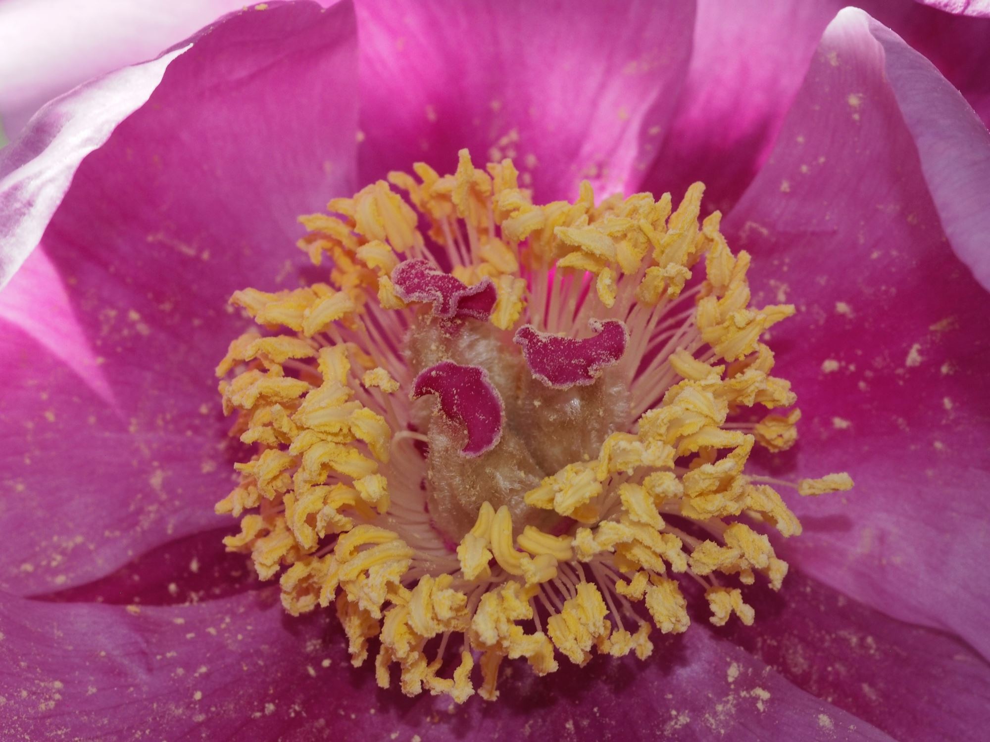 Image of Paeonia mascula subsp. mascula