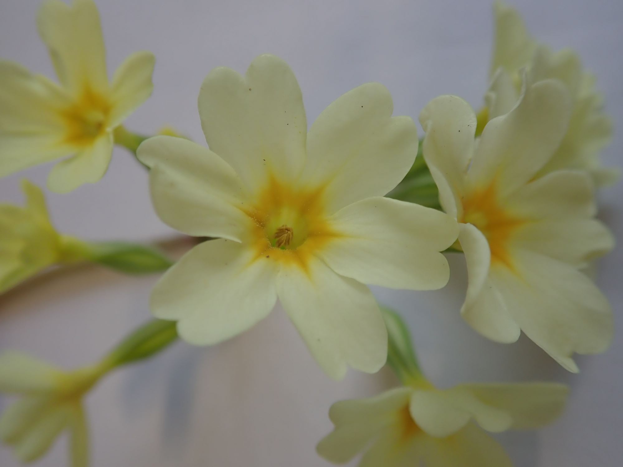 Image of Primula veris