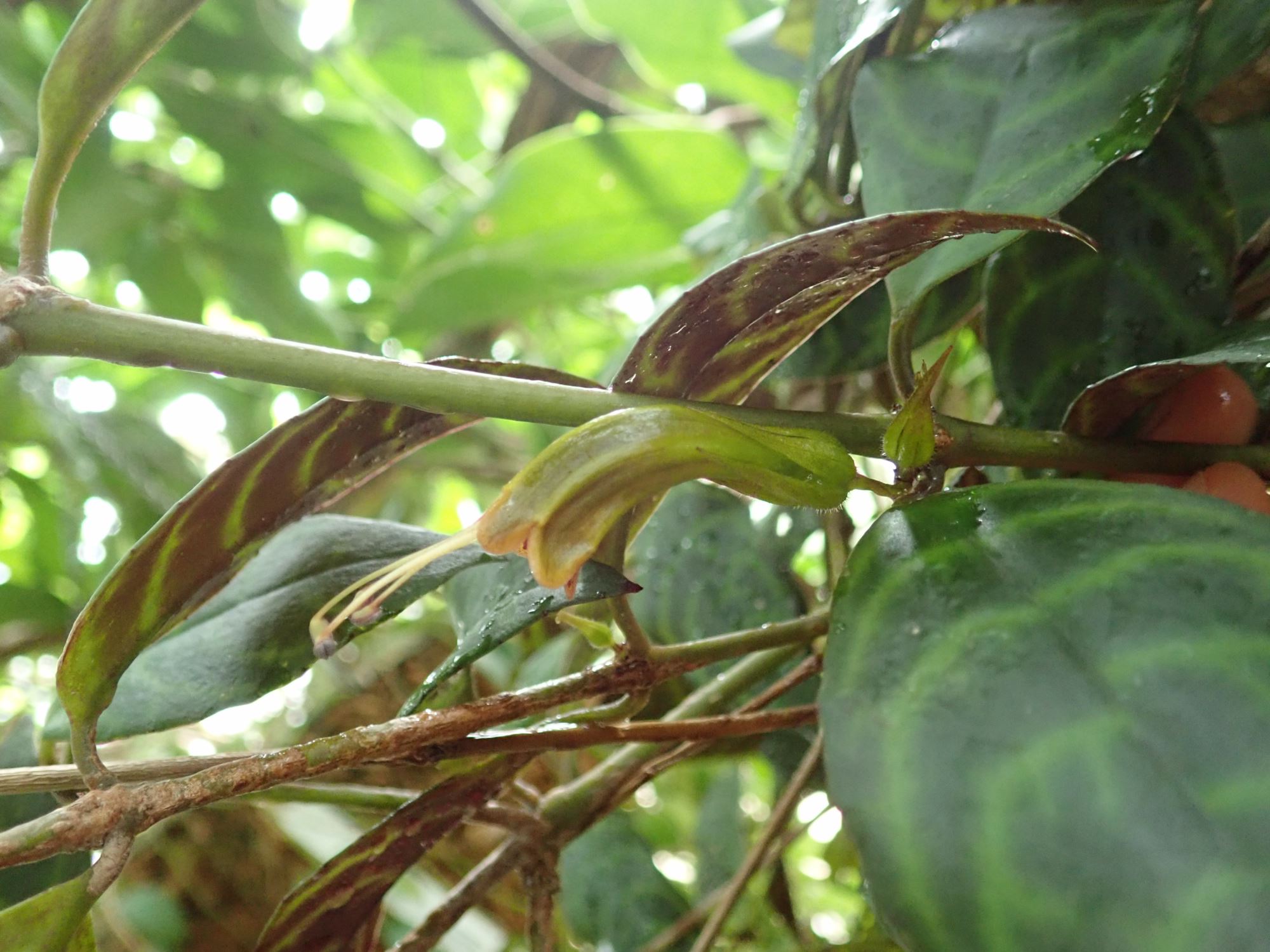 Image of Aeschynanthus longicaulis