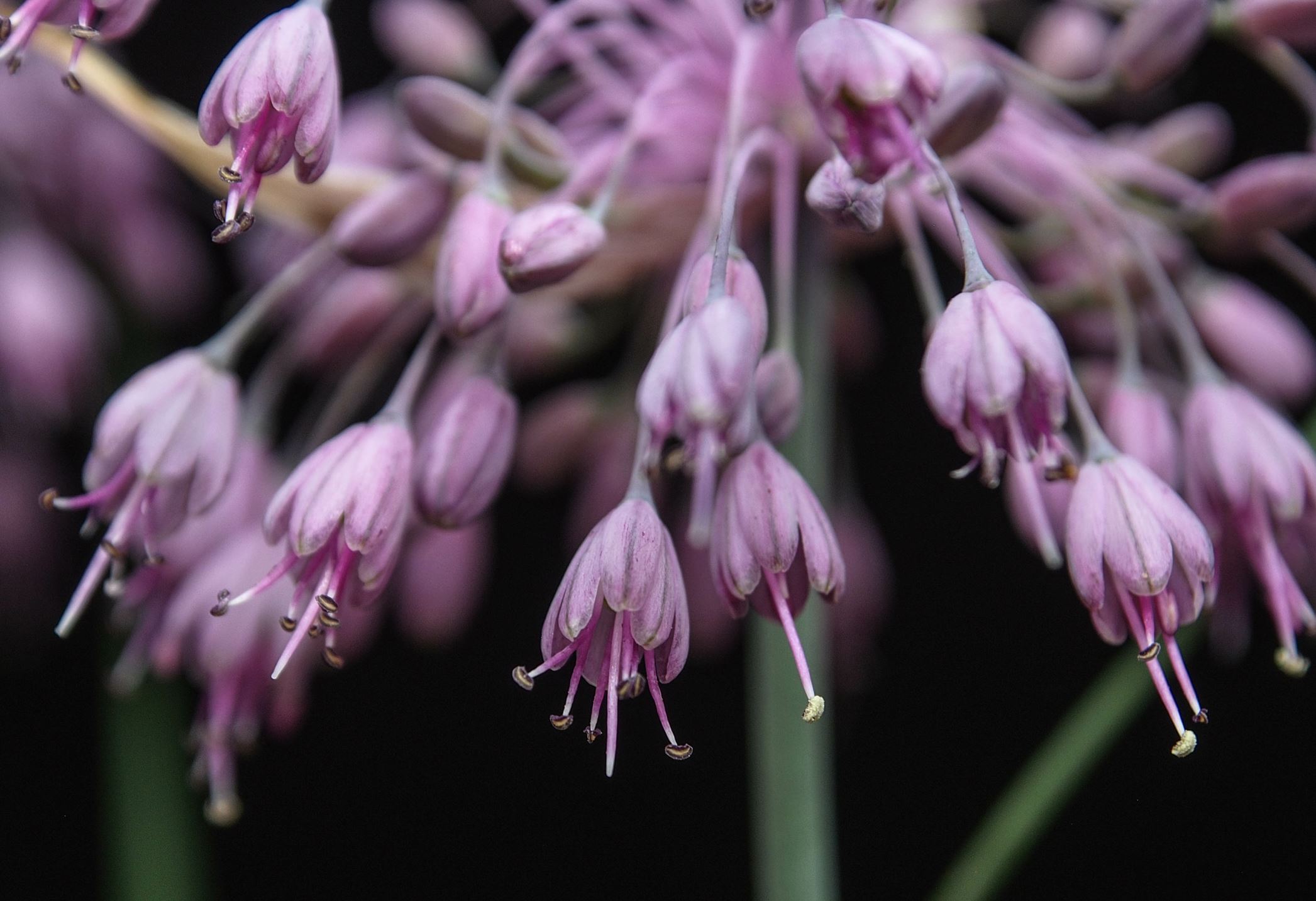 Image of Allium cyathophorum var. farreri