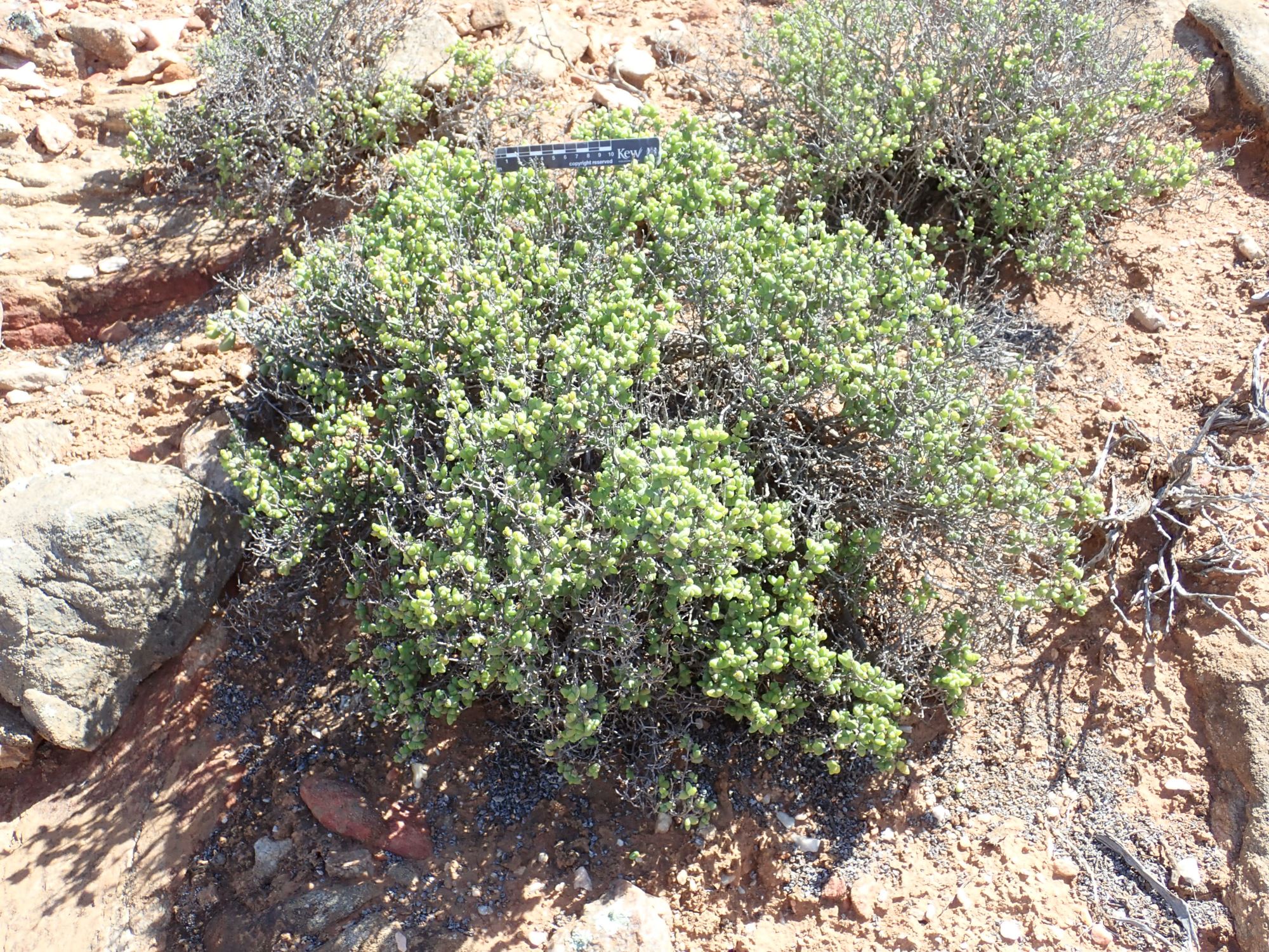 Image of Mitrophyllum clivorum