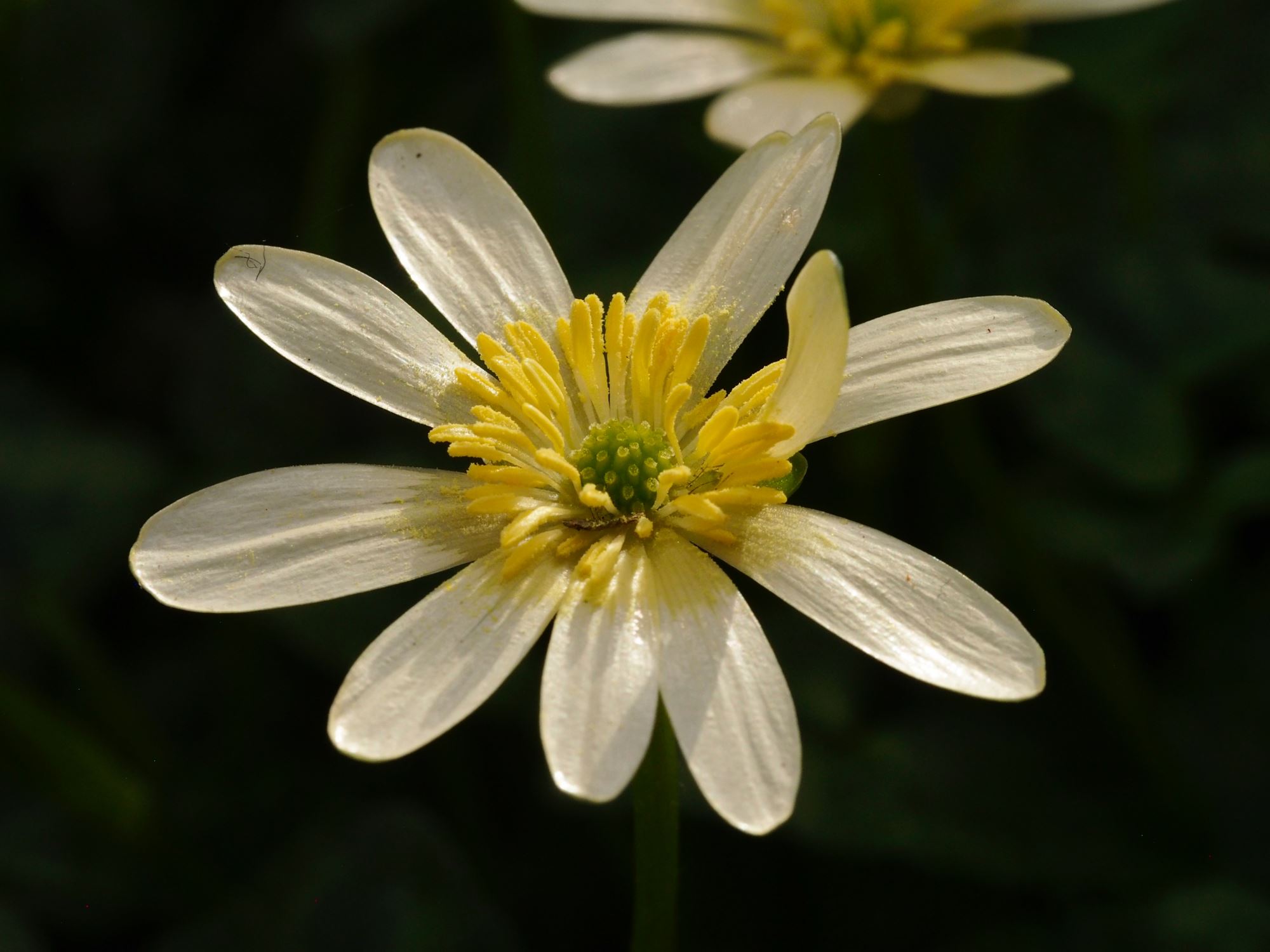 Image of Ficaria verna 'Single Cream'