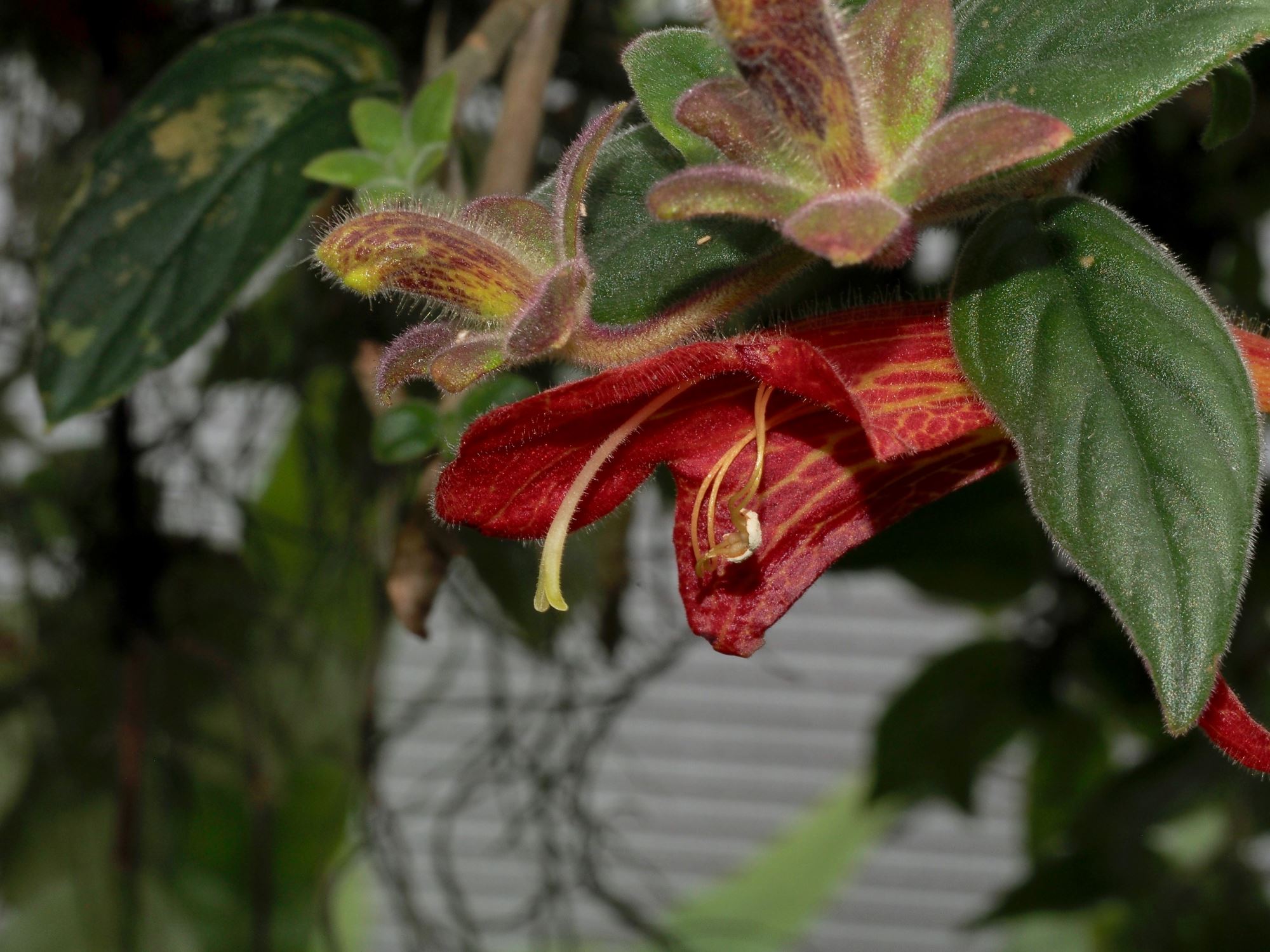 Image of Columnea gloriosa