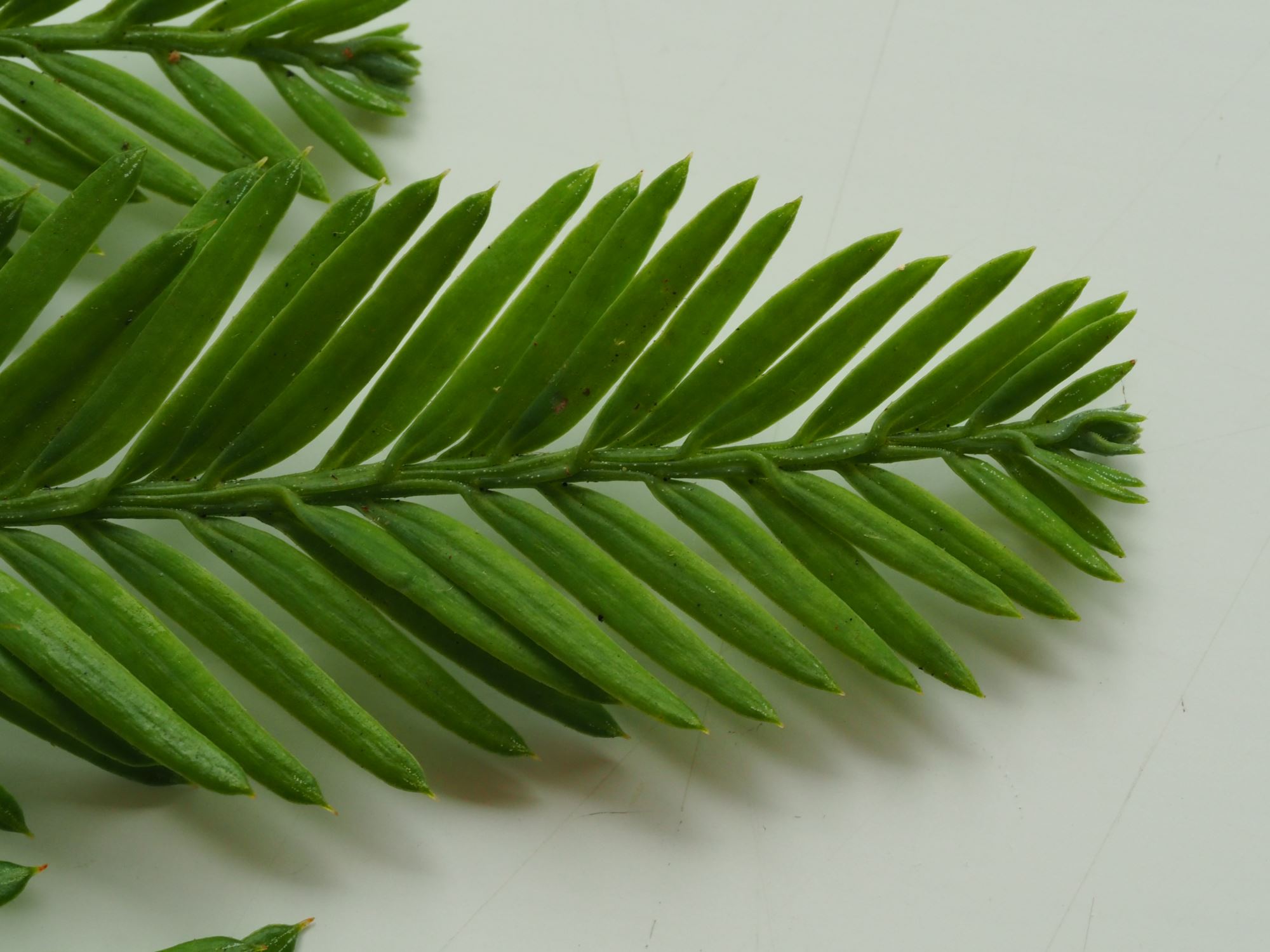 Image of Sequoia sempervirens