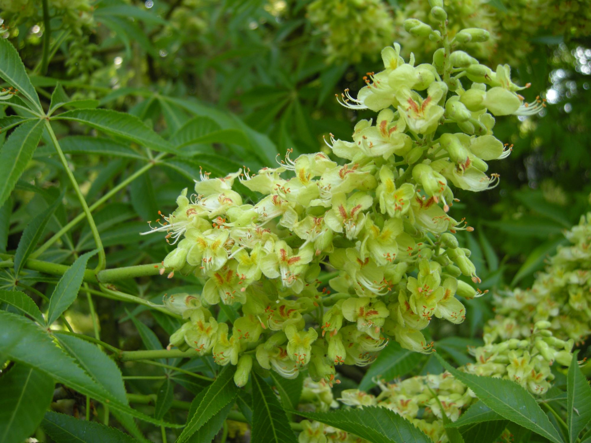 Image of Aesculus glabra var. arguta
