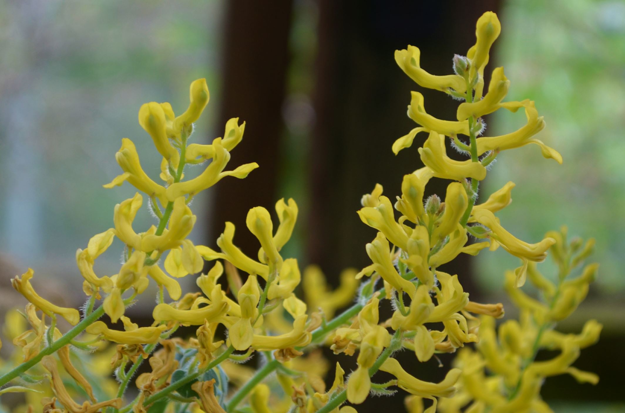 Image of Corydalis tomentella