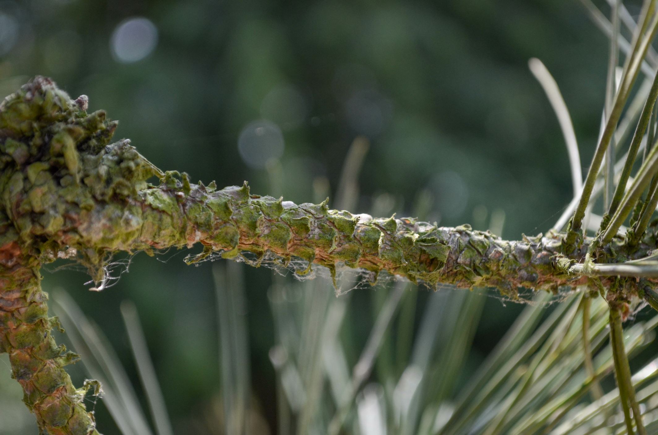 Image of Pinus nigra subsp. salzmannii