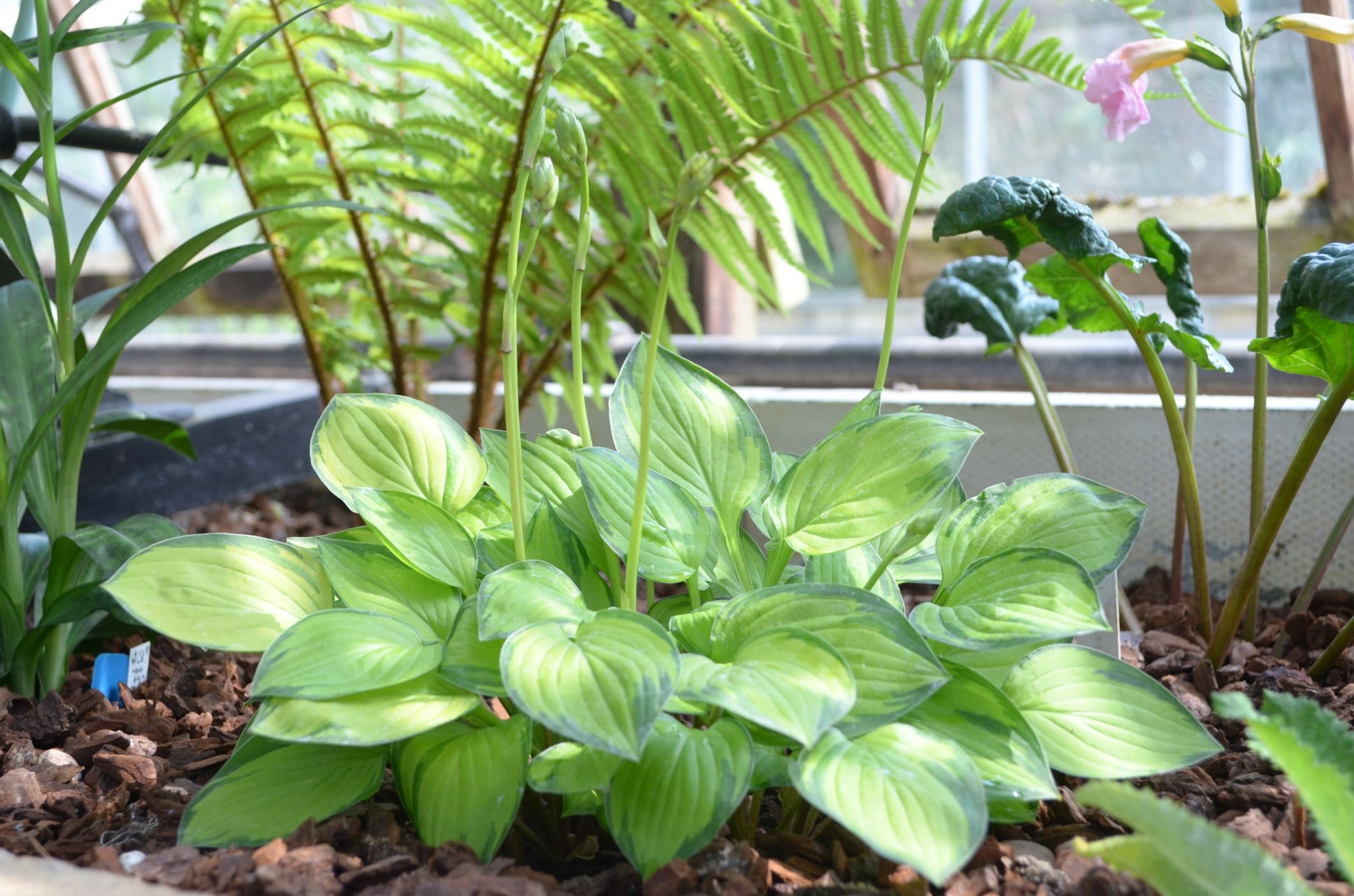 Image of Hosta 'Green With Envy'