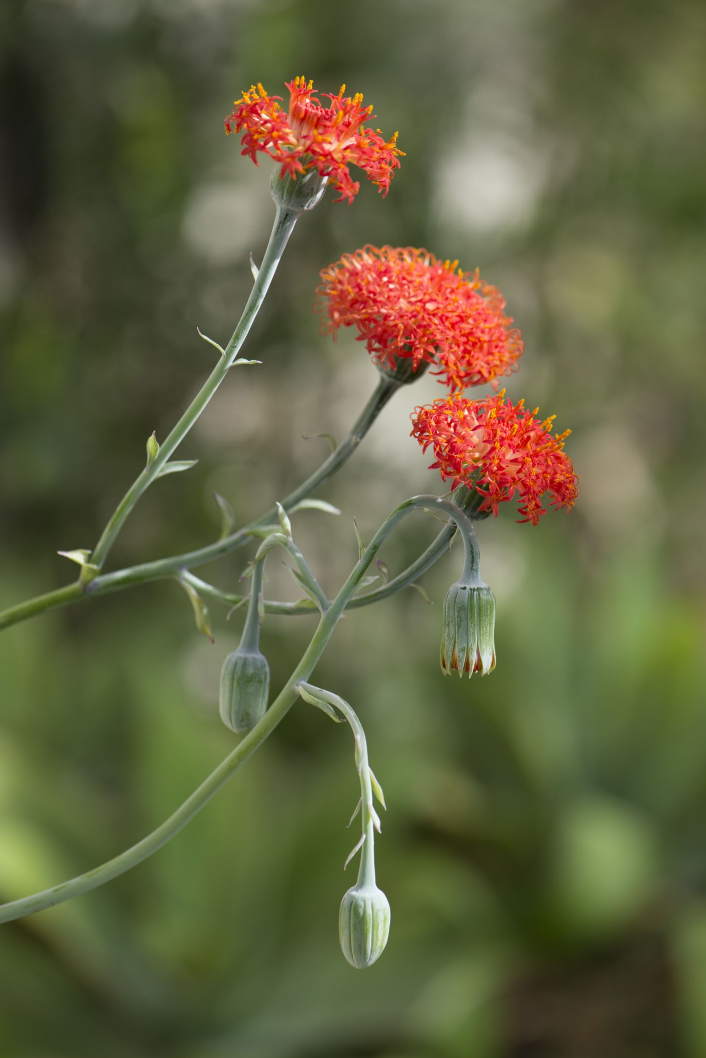 Image of Kleinia grantii