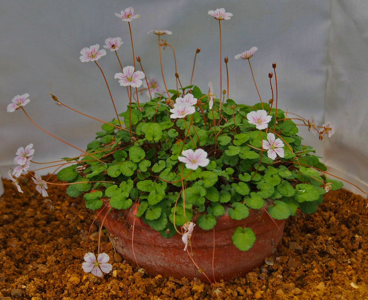 Image of Erodium reichardii