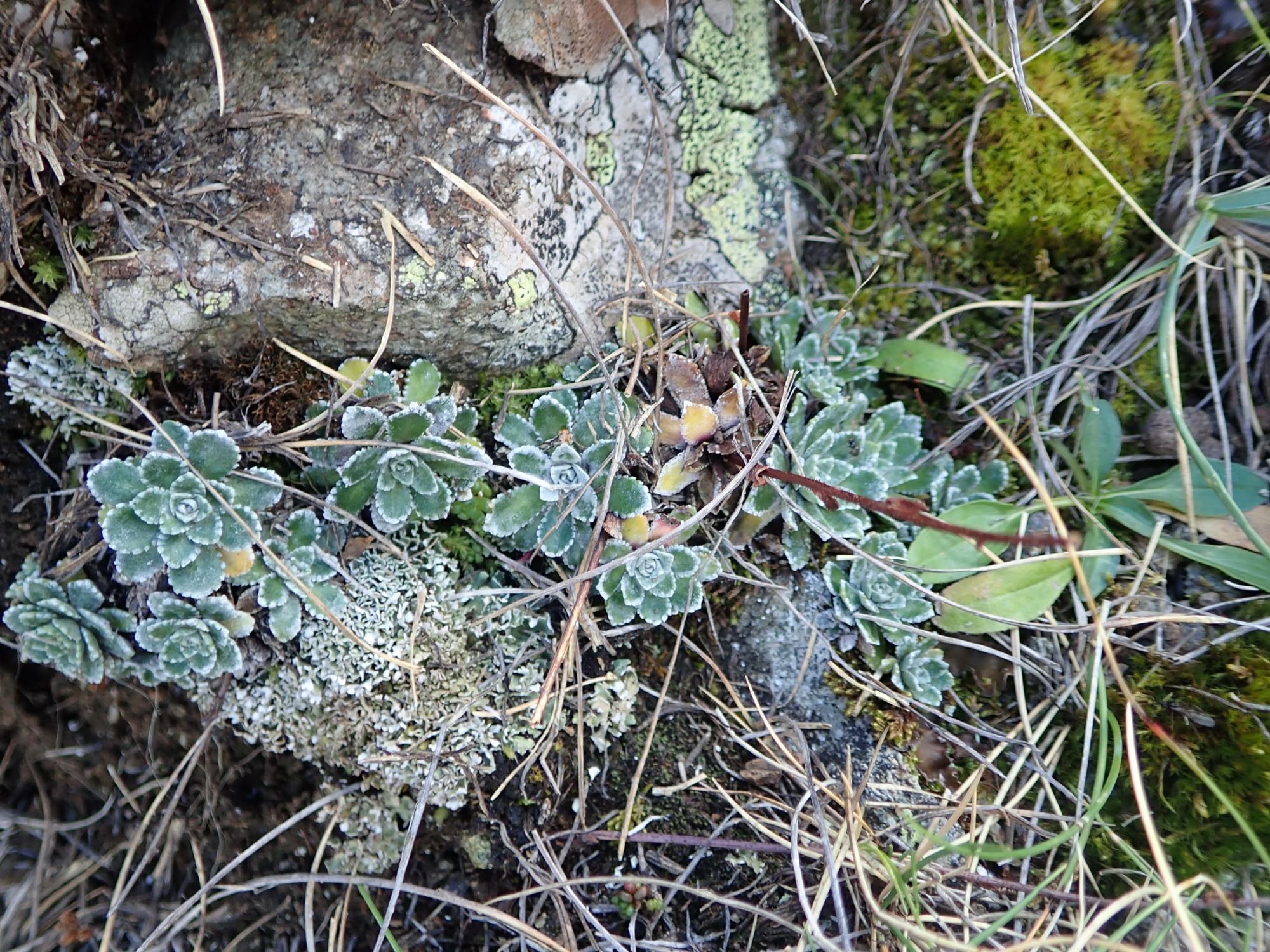 Image of Saxifraga paniculata