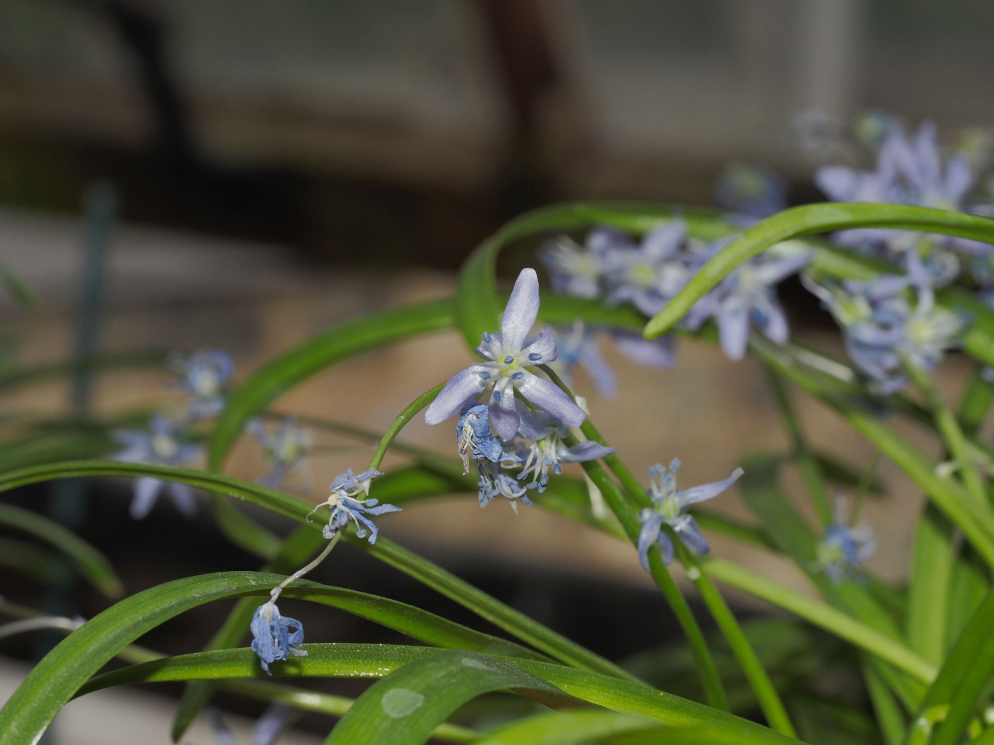 Image of Scilla sp.