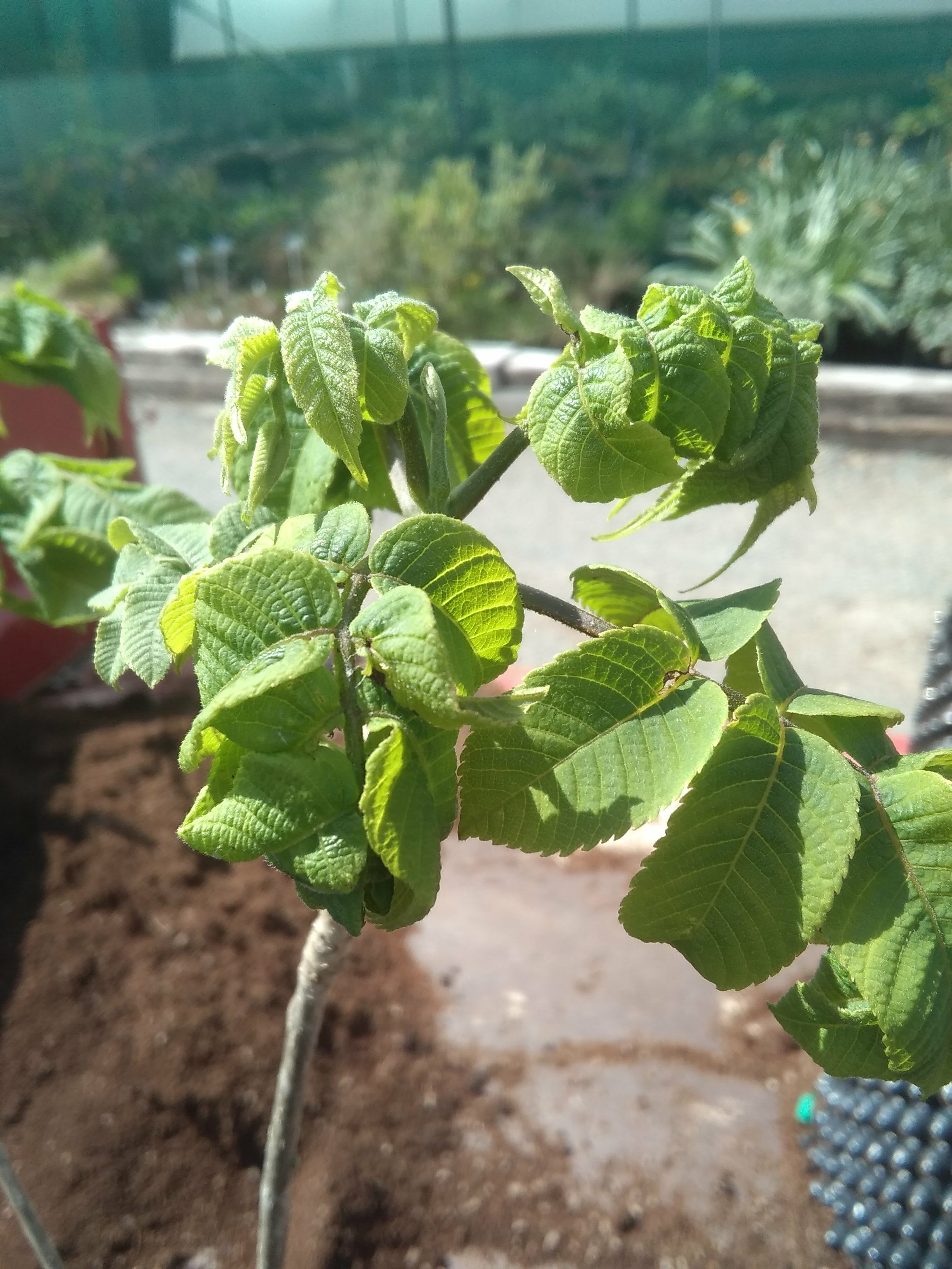 Image of Juglans mandshurica