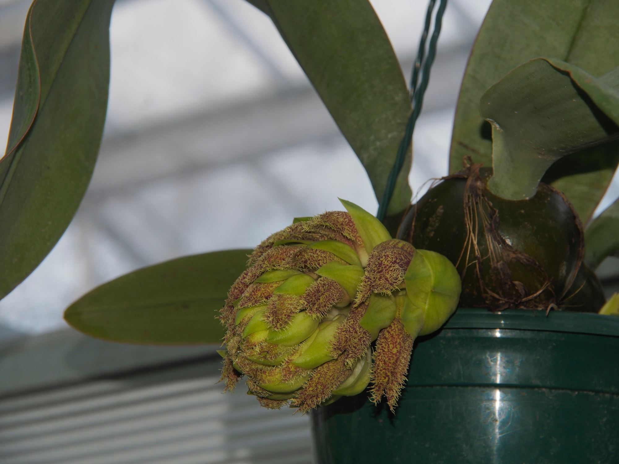 Image of Bulbophyllum phalaenopsis