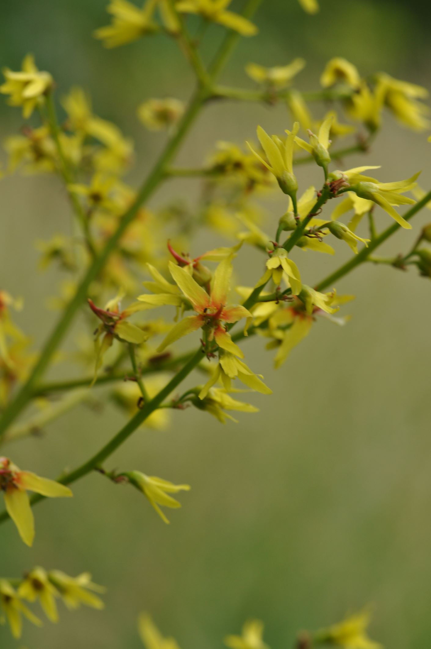 Image of Koelreuteria paniculata