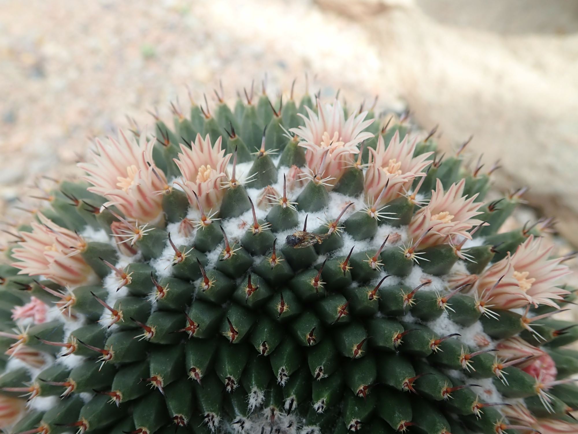 Image of Mammillaria formosa subsp. pseudocrucigera