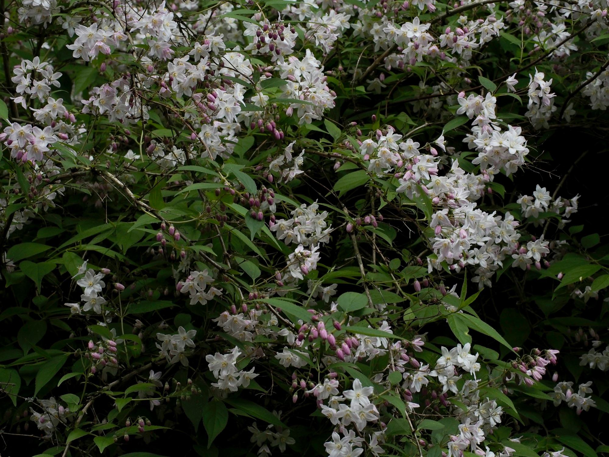 Image of Deutzia Ã— rosea