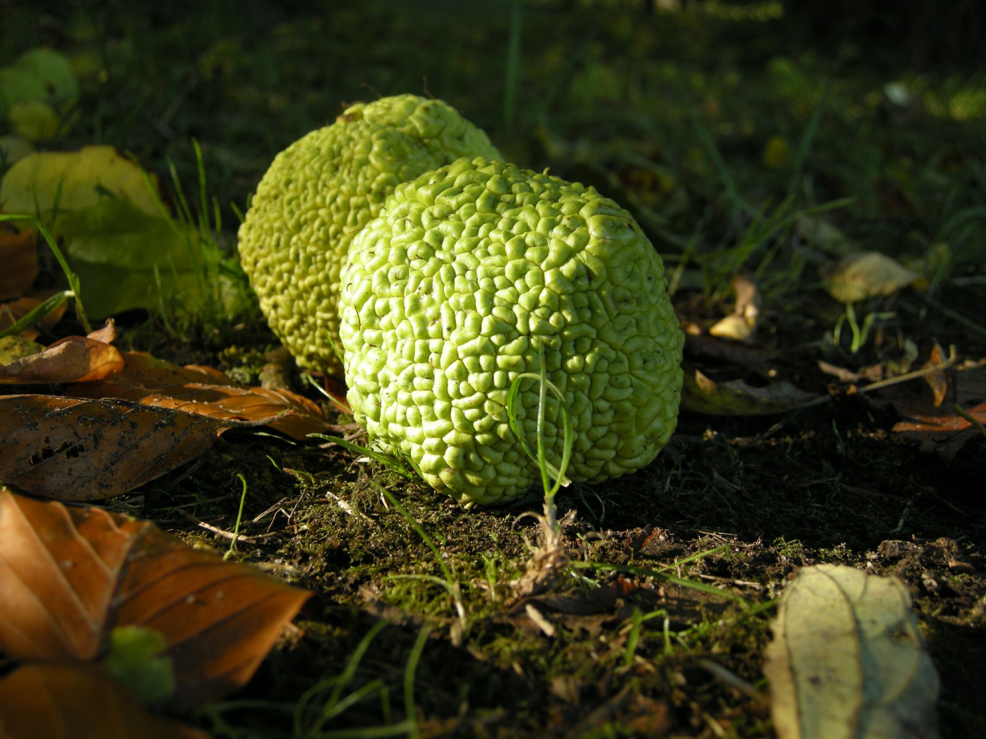 Image of Maclura pomifera