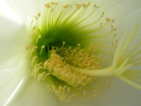 Image of Echinopsis atacamensis subsp. pasacana