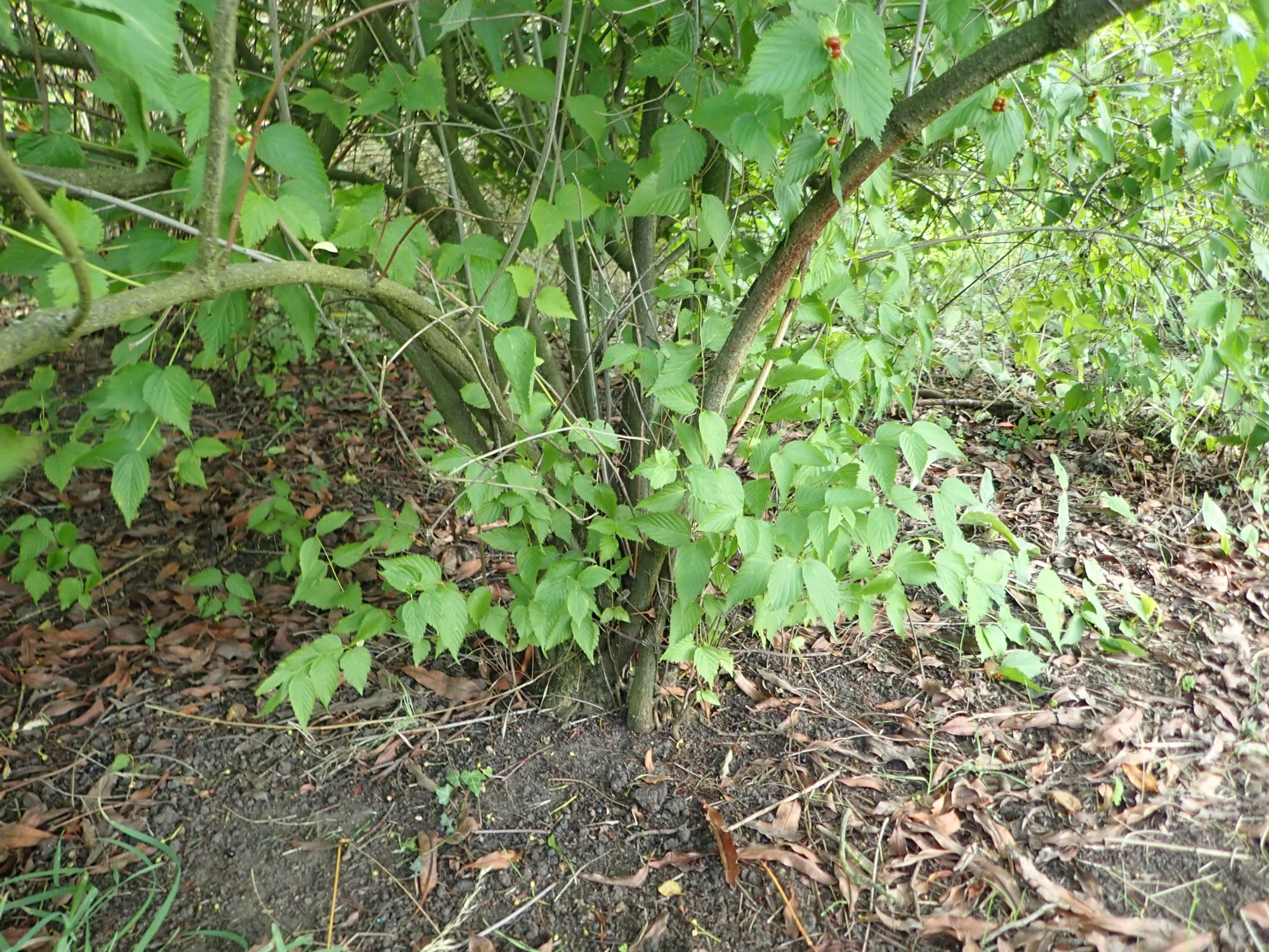 Image of Rhodotypos scandens