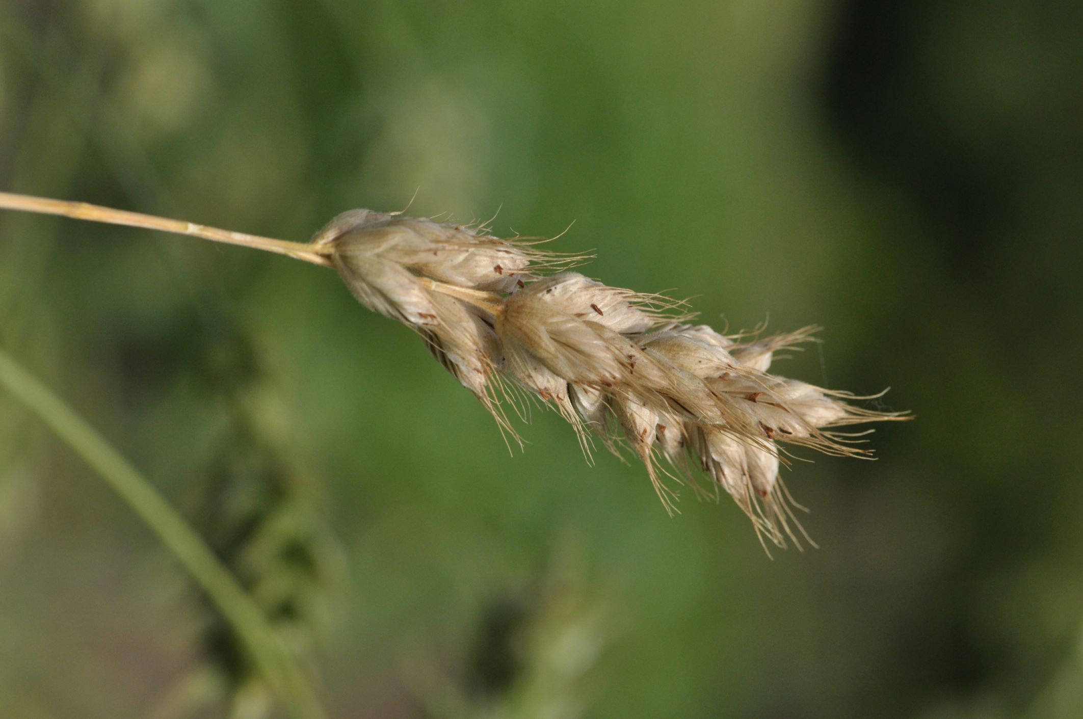 Image of Bromus interruptus