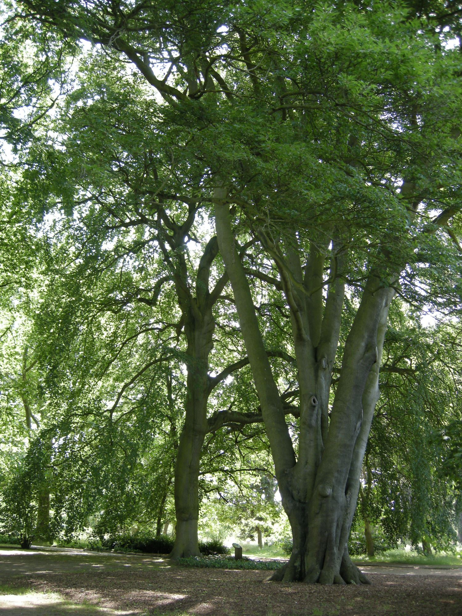 Image of Fagus sylvatica 'Miltonensis'