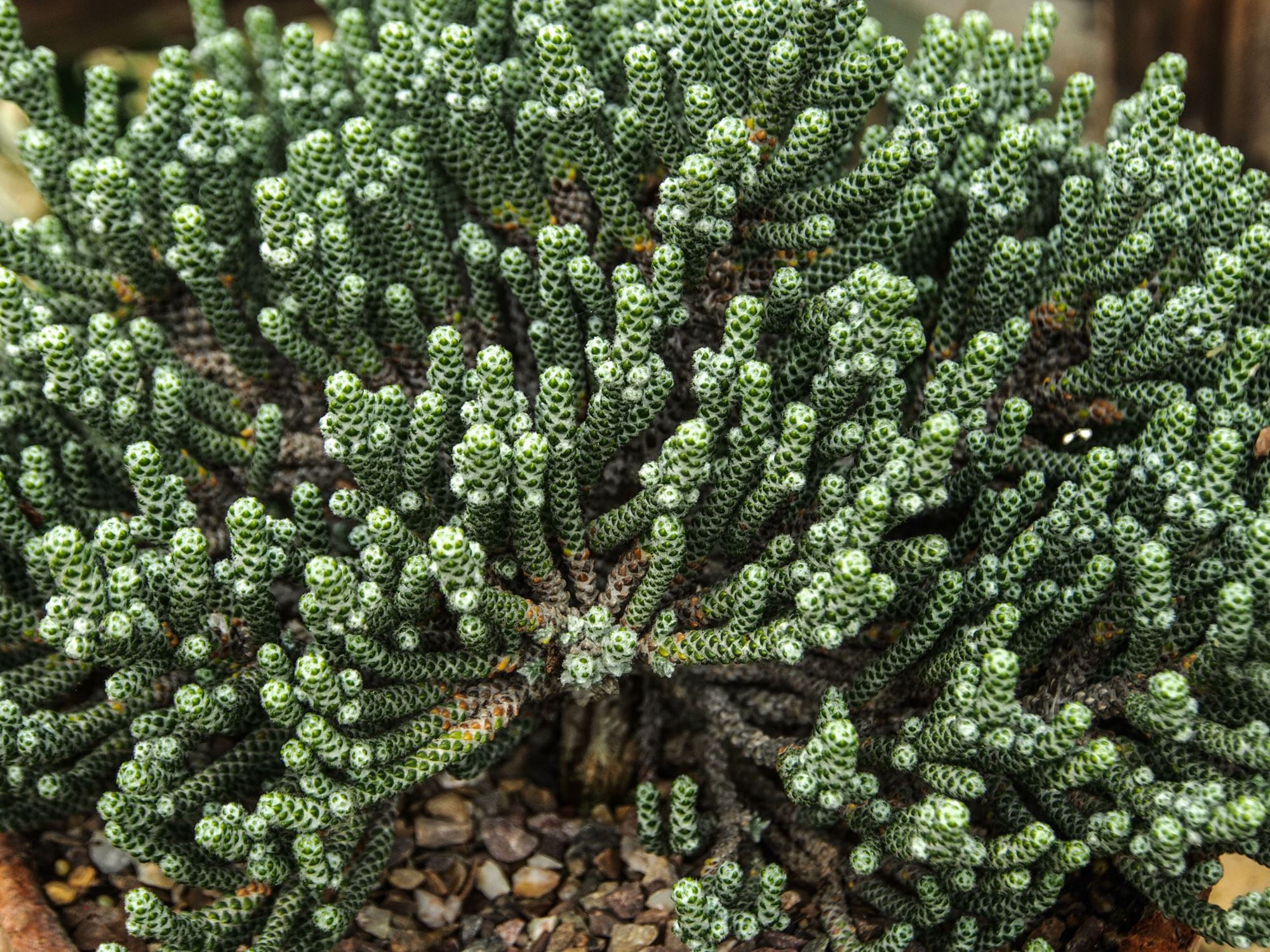 Image of Ozothamnus coralloides