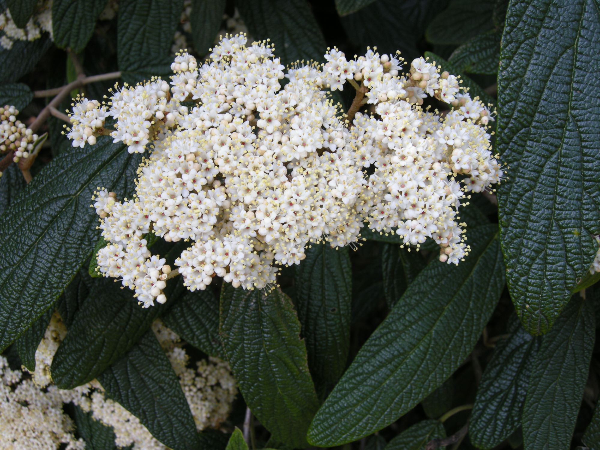 Image of Viburnum rhytidophyllum 'Variegatum'
