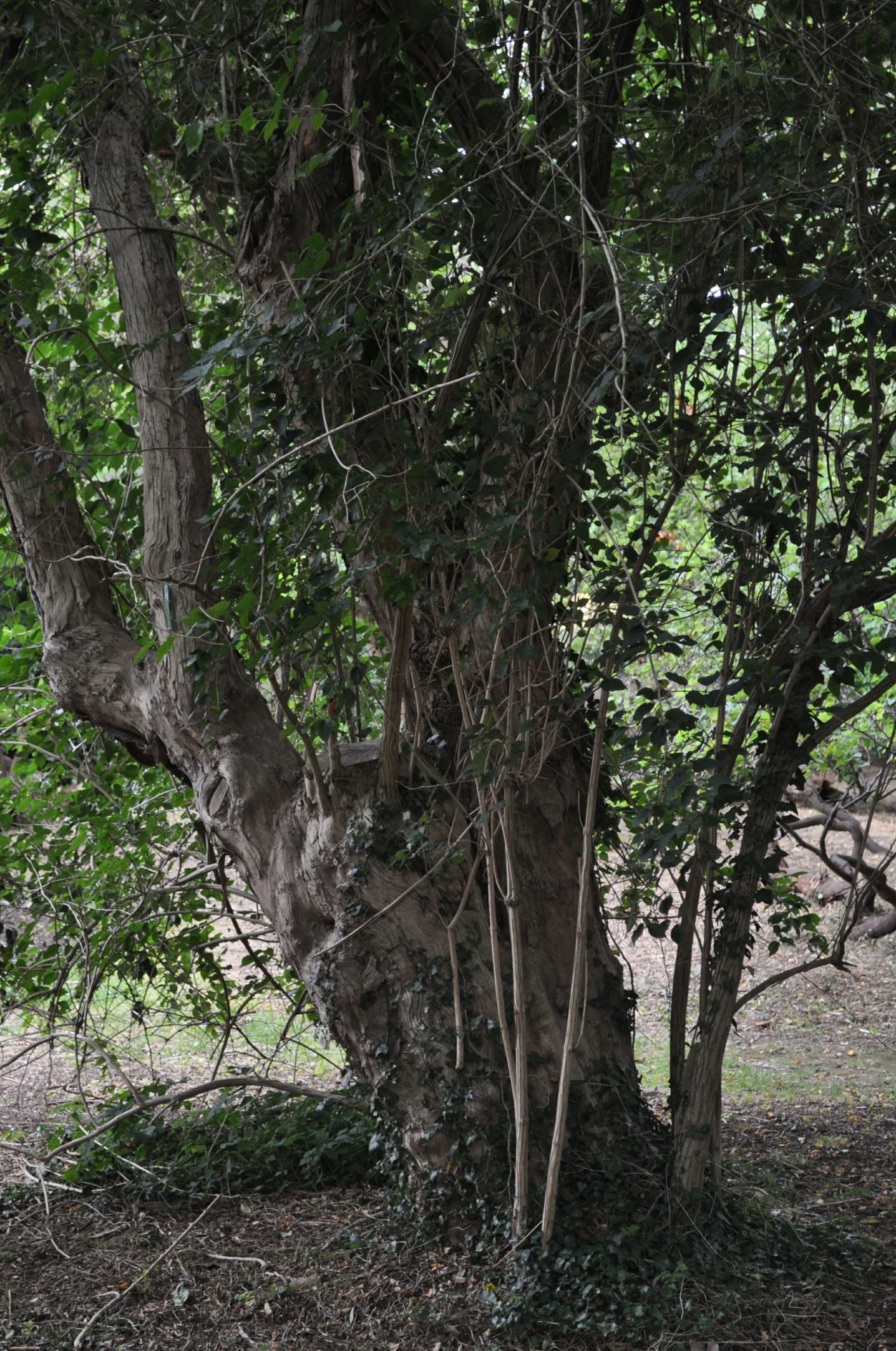 Image of Lonicera maackii f. podocarpa