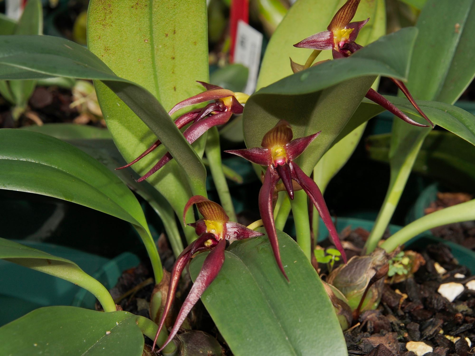 Image of Bulbophyllum mearnsii