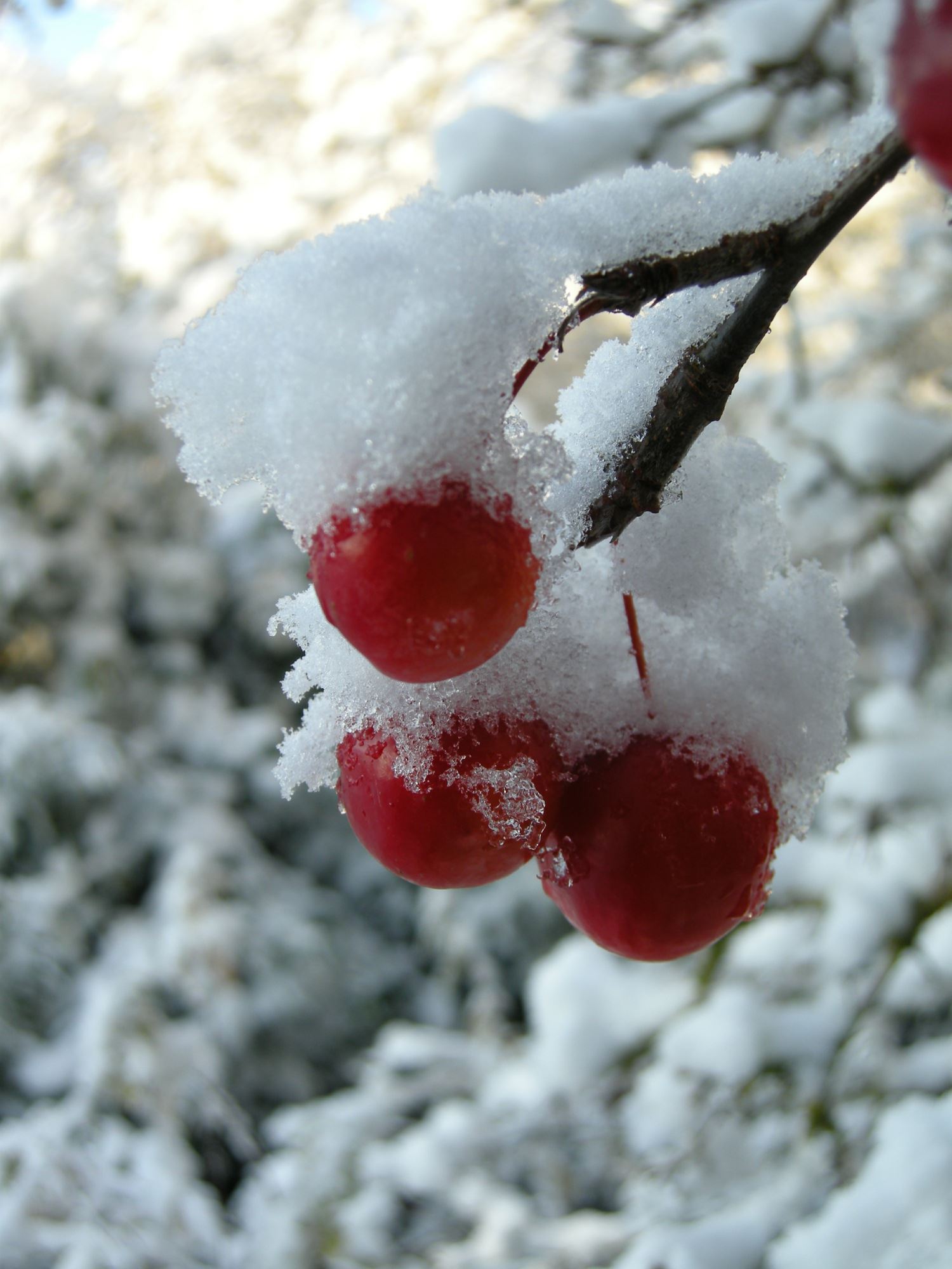 Image of Malus Ã— robusta 'Red Sentinel'