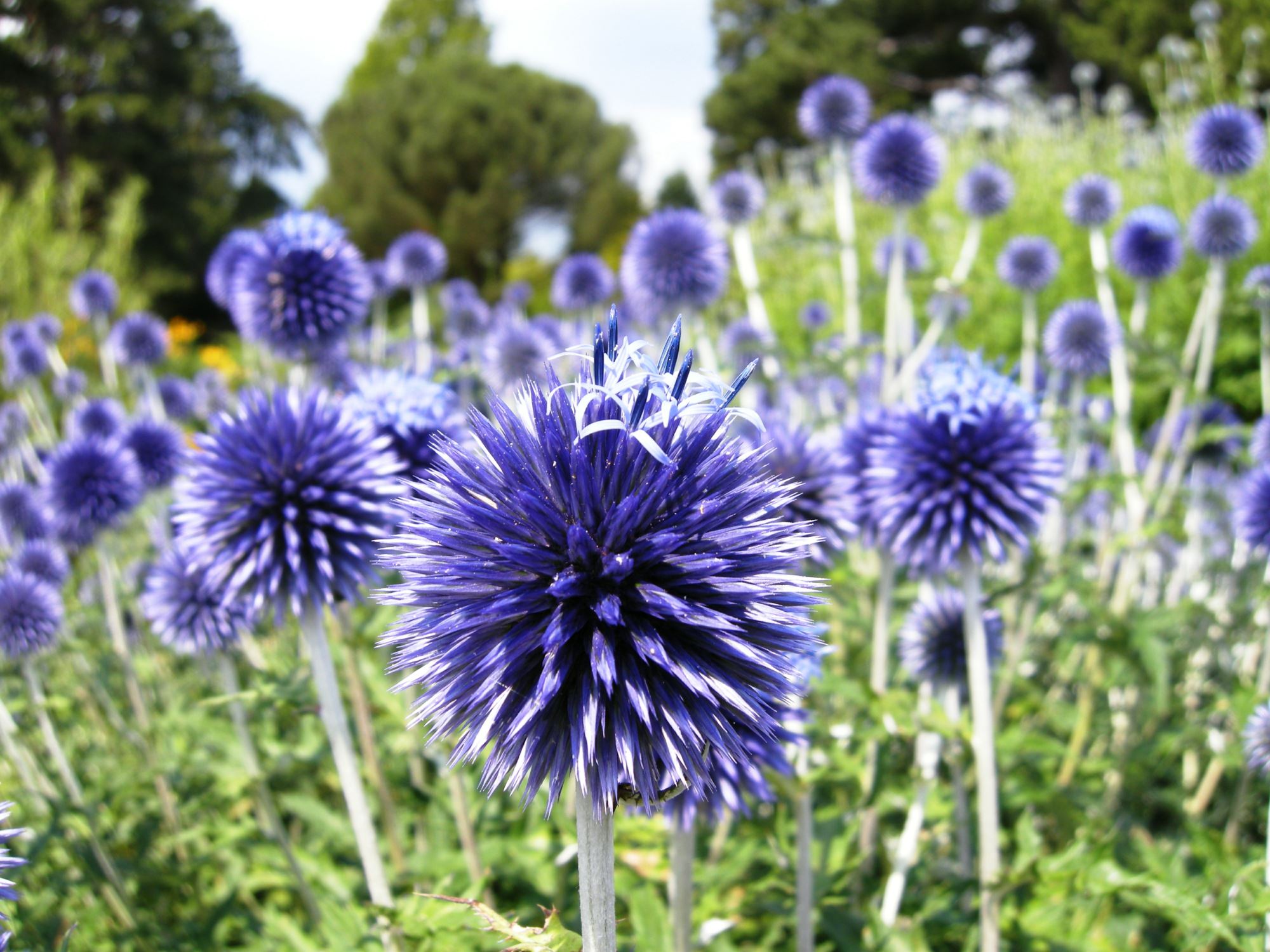 Image of Echinops ritro