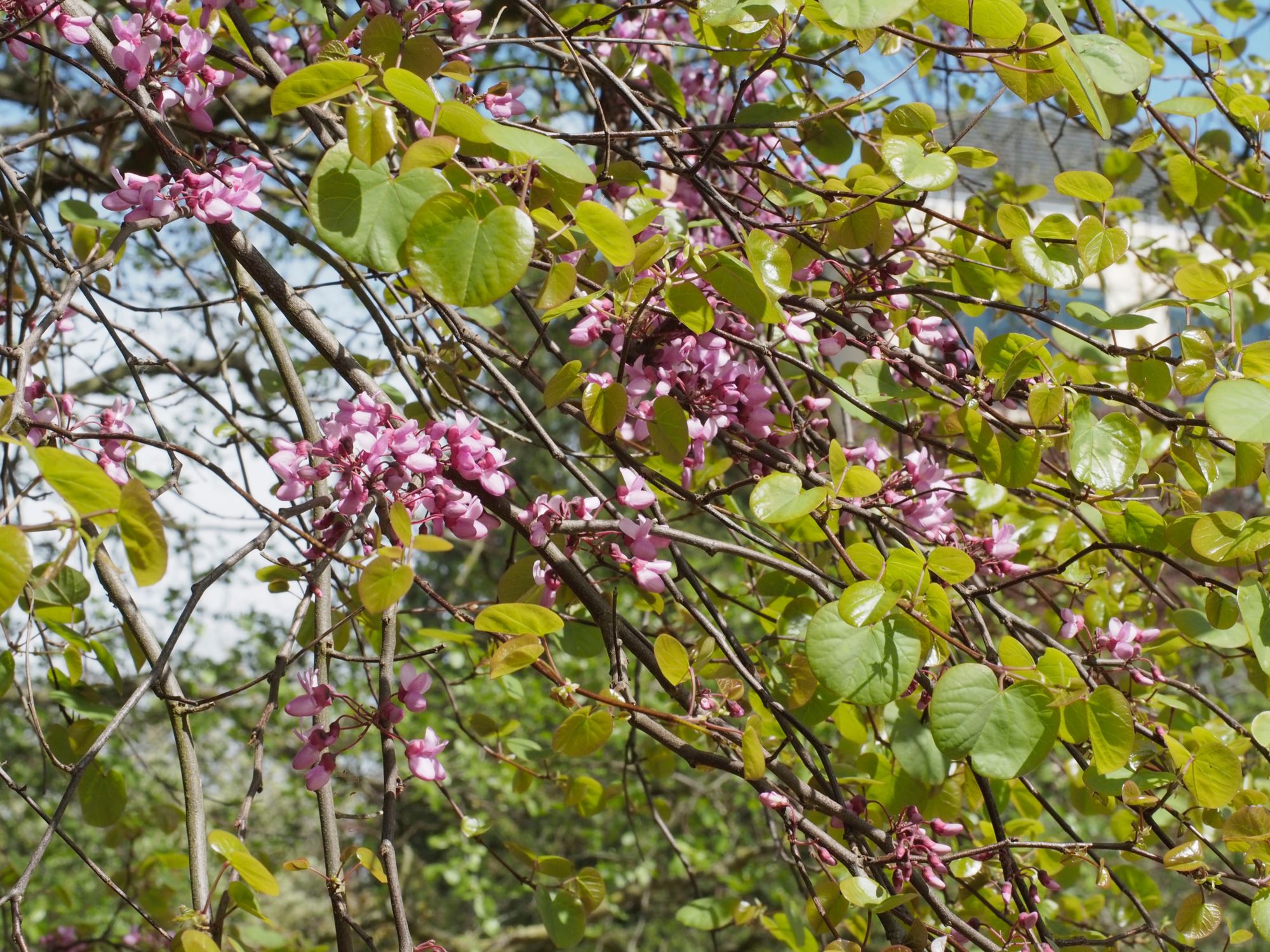 Image of Cercis siliquastrum