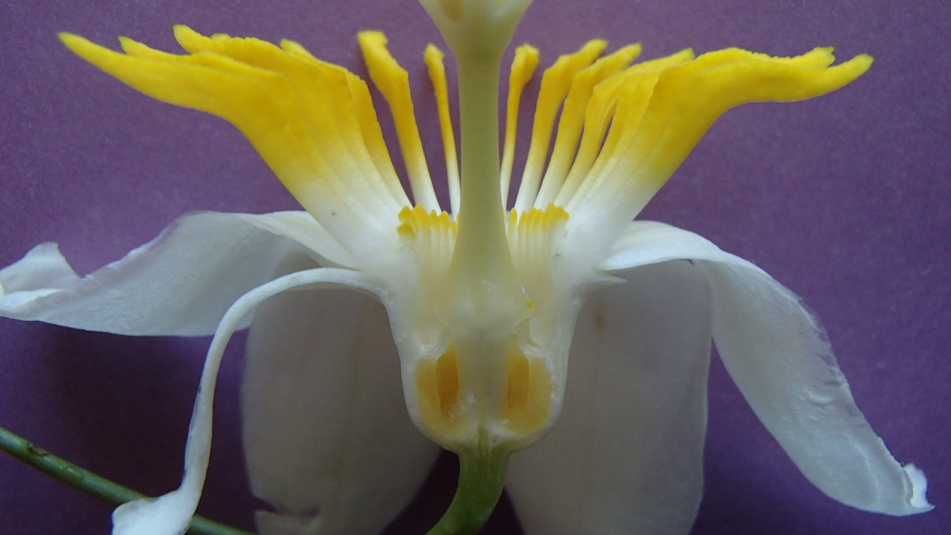 Image of Passiflora emarginata