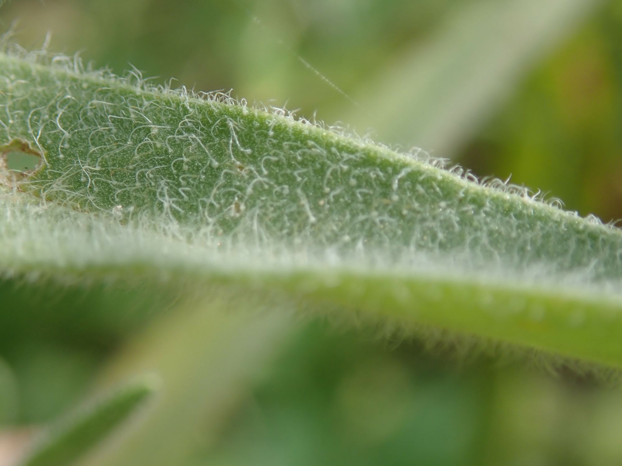 Image of Anchusa officinalis