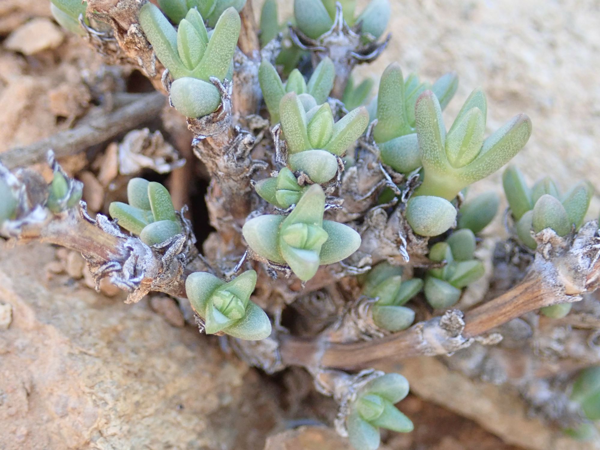 Image of Antimima sp.