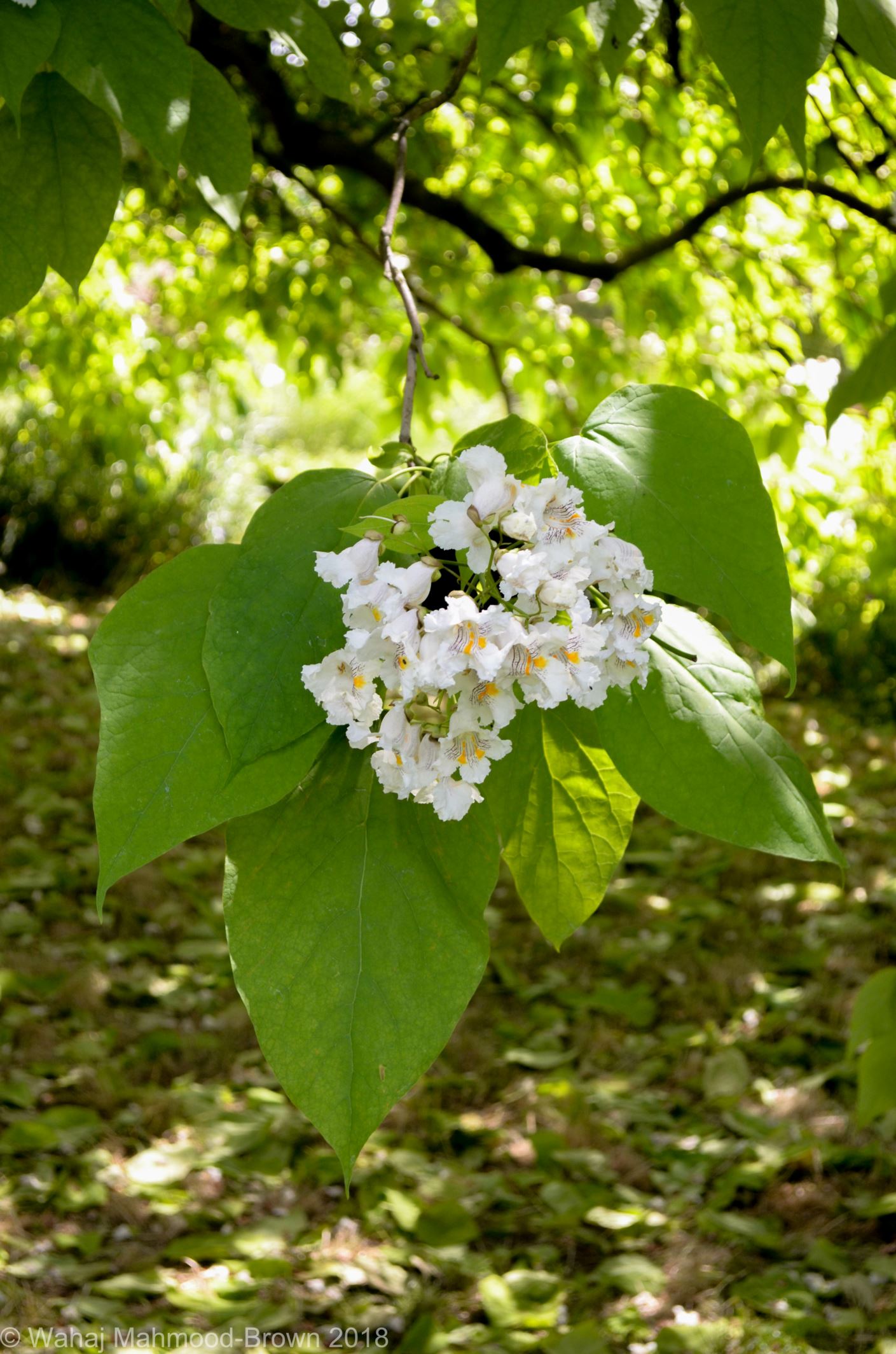 Image of Catalpa speciosa