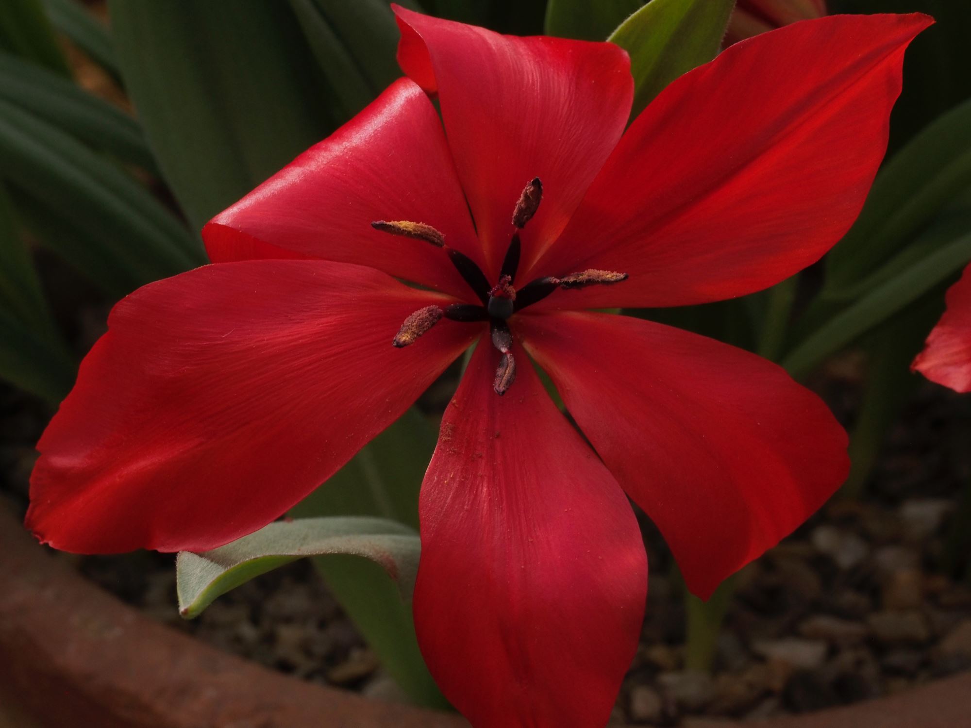 Image of Tulipa praestans 'Regel's Variety'