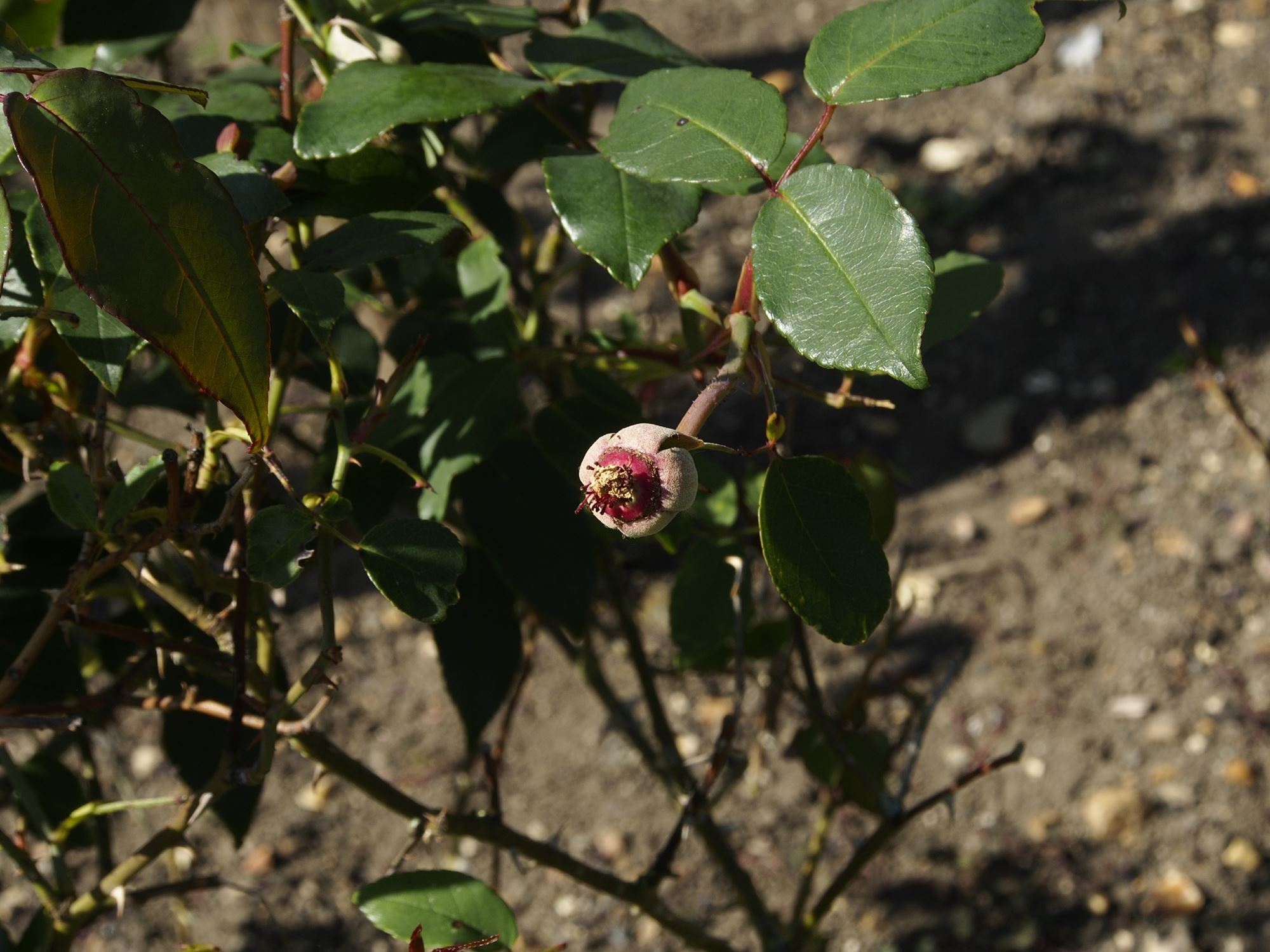 Image of Rosa 'Le Vesuve'