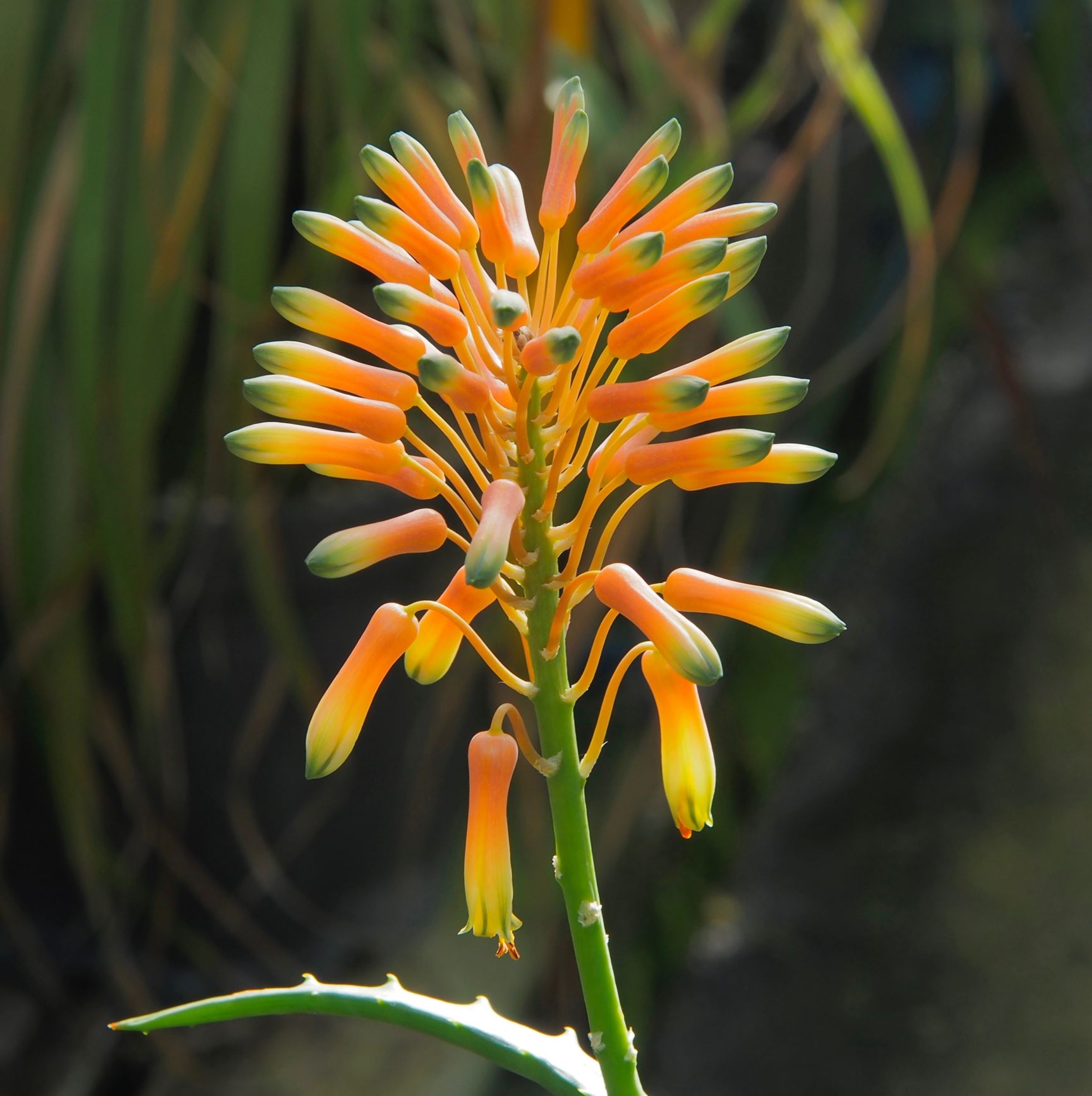Image of Aloe kedongensis