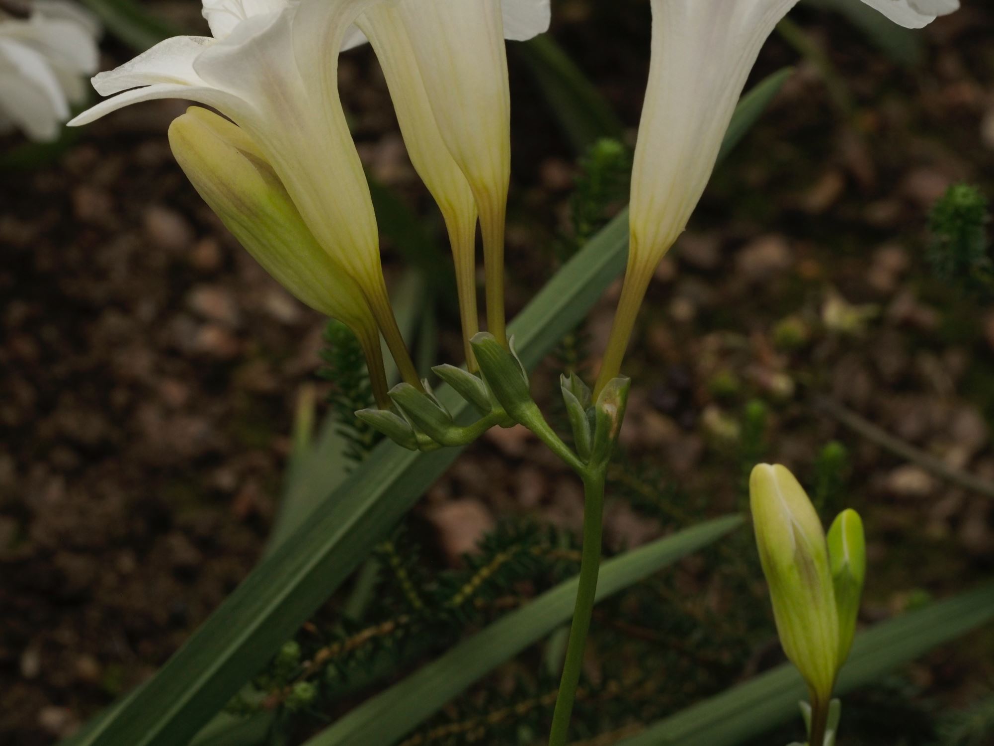 Image of Freesia leichtlinii