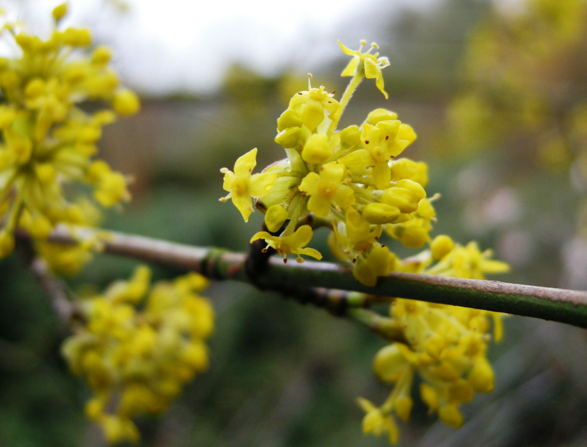 Image of Cornus mas
