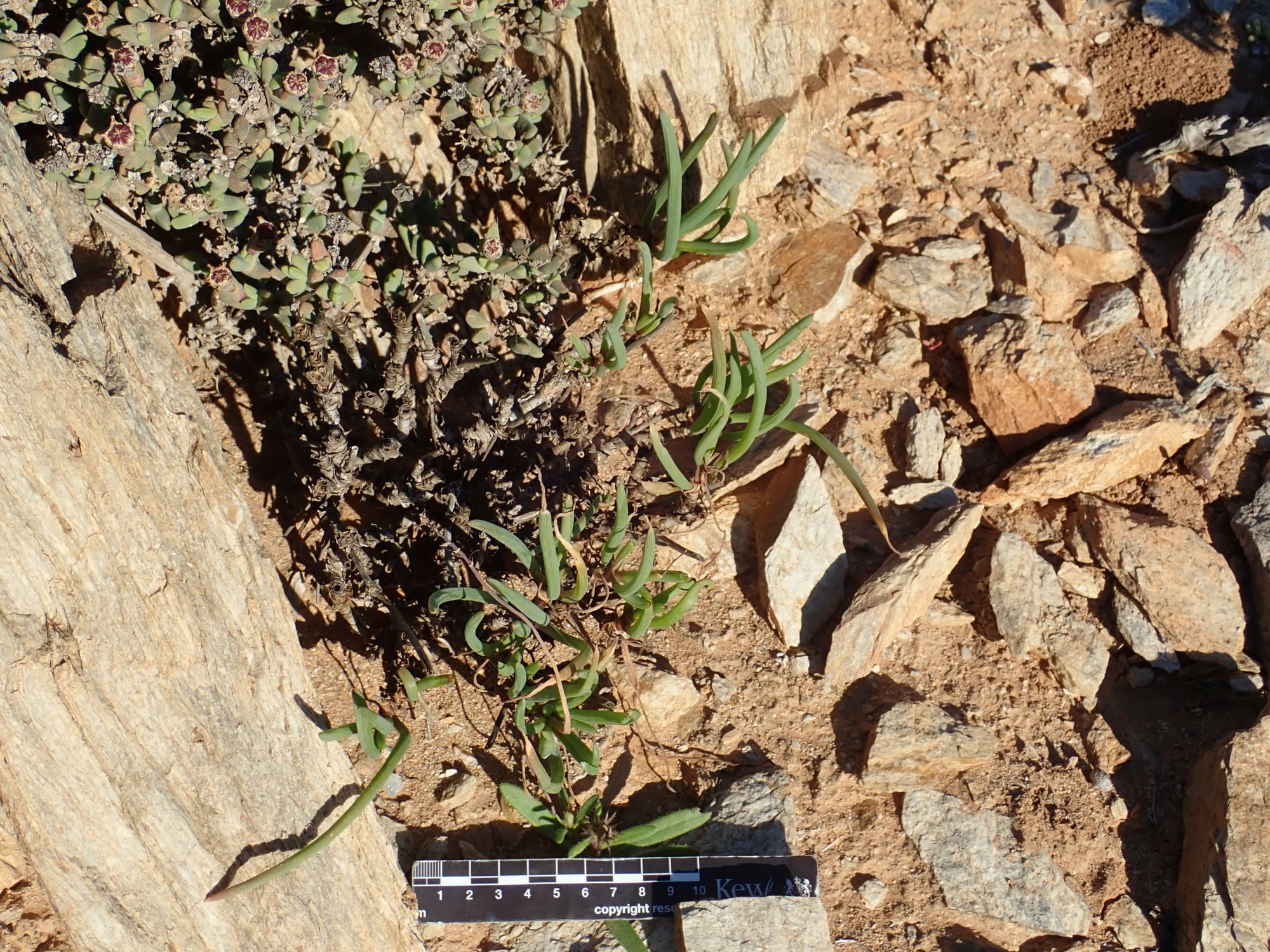 Image of Bulbine abyssinica