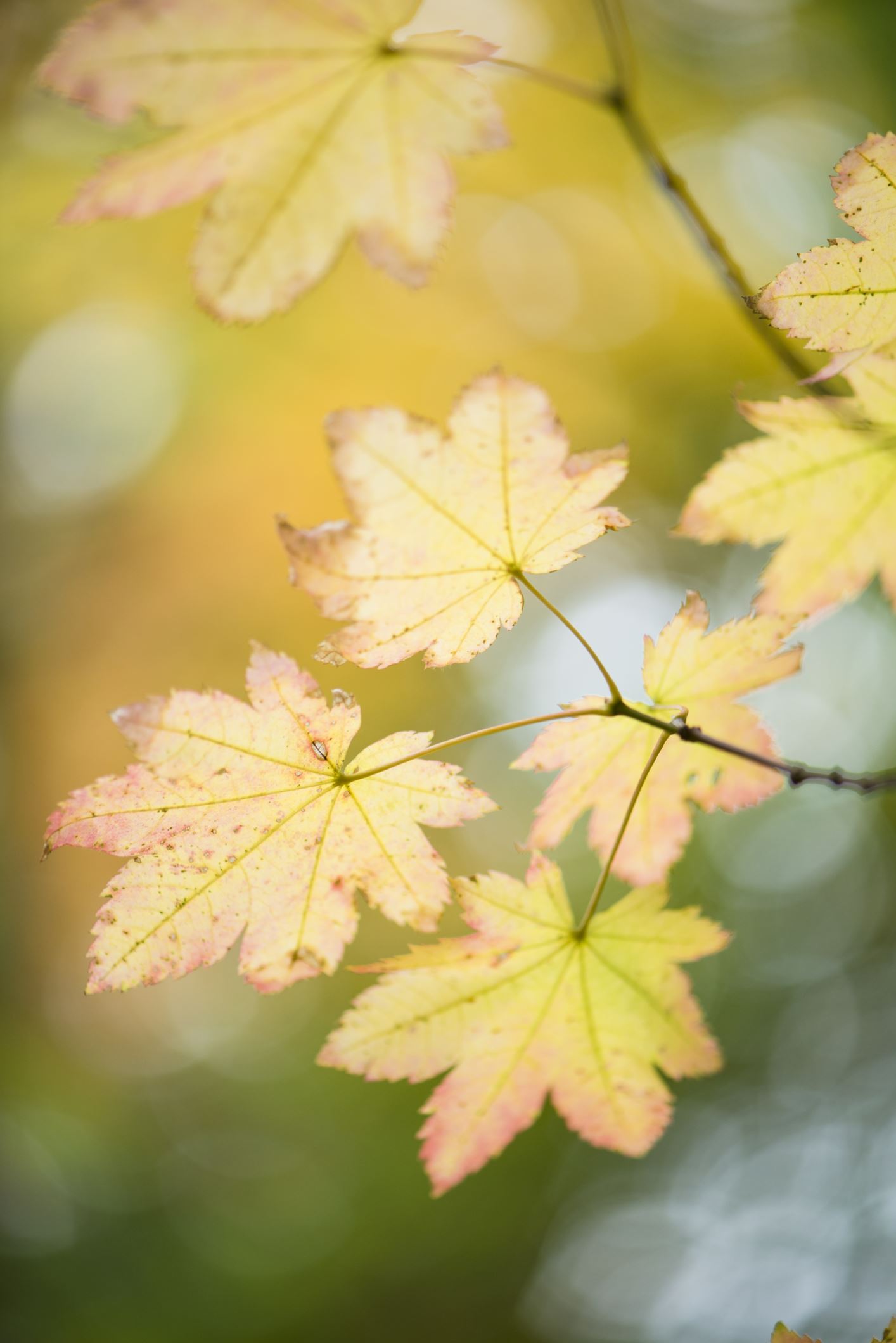 Image of Acer circinatum
