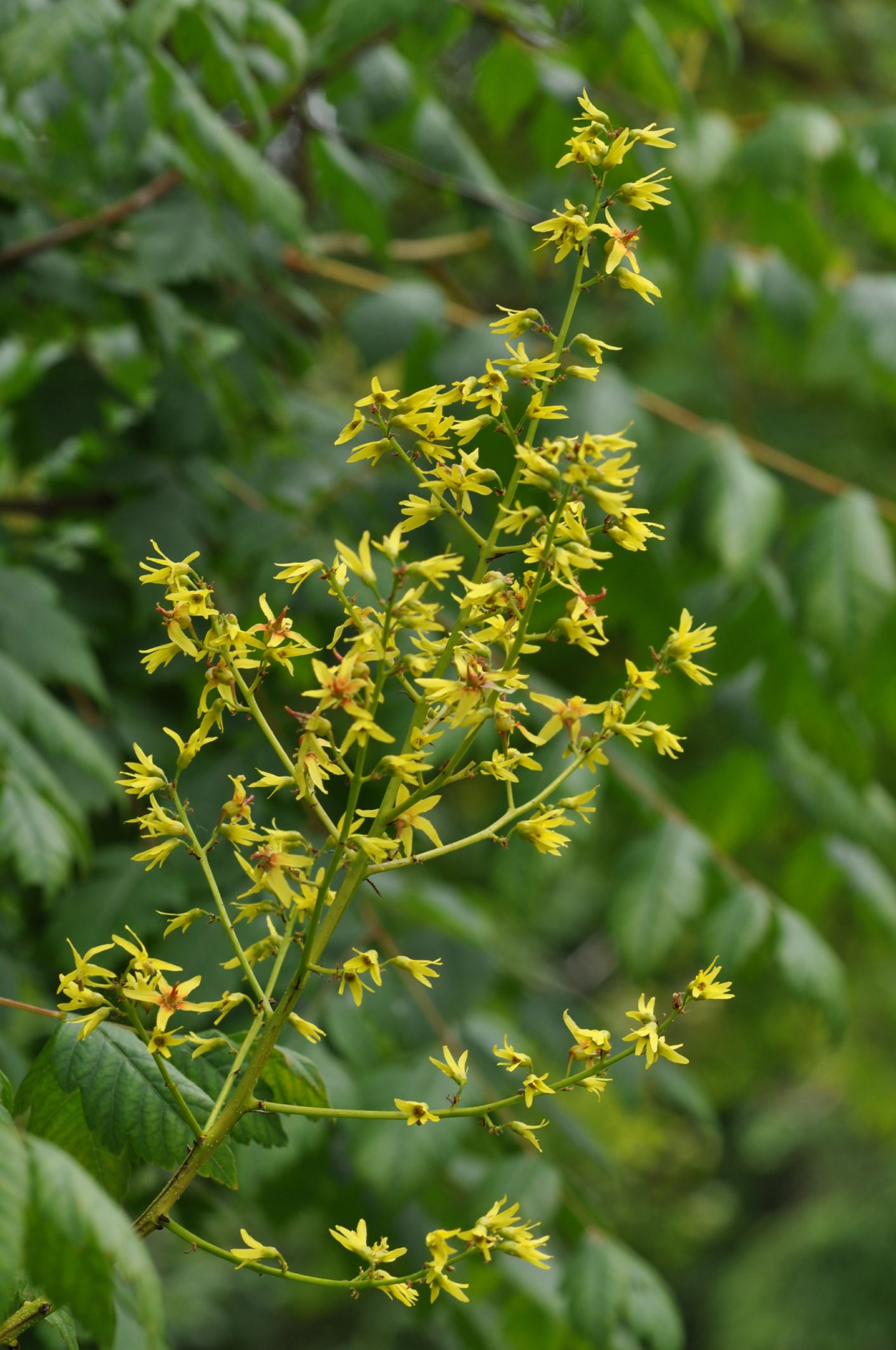 Image of Koelreuteria paniculata