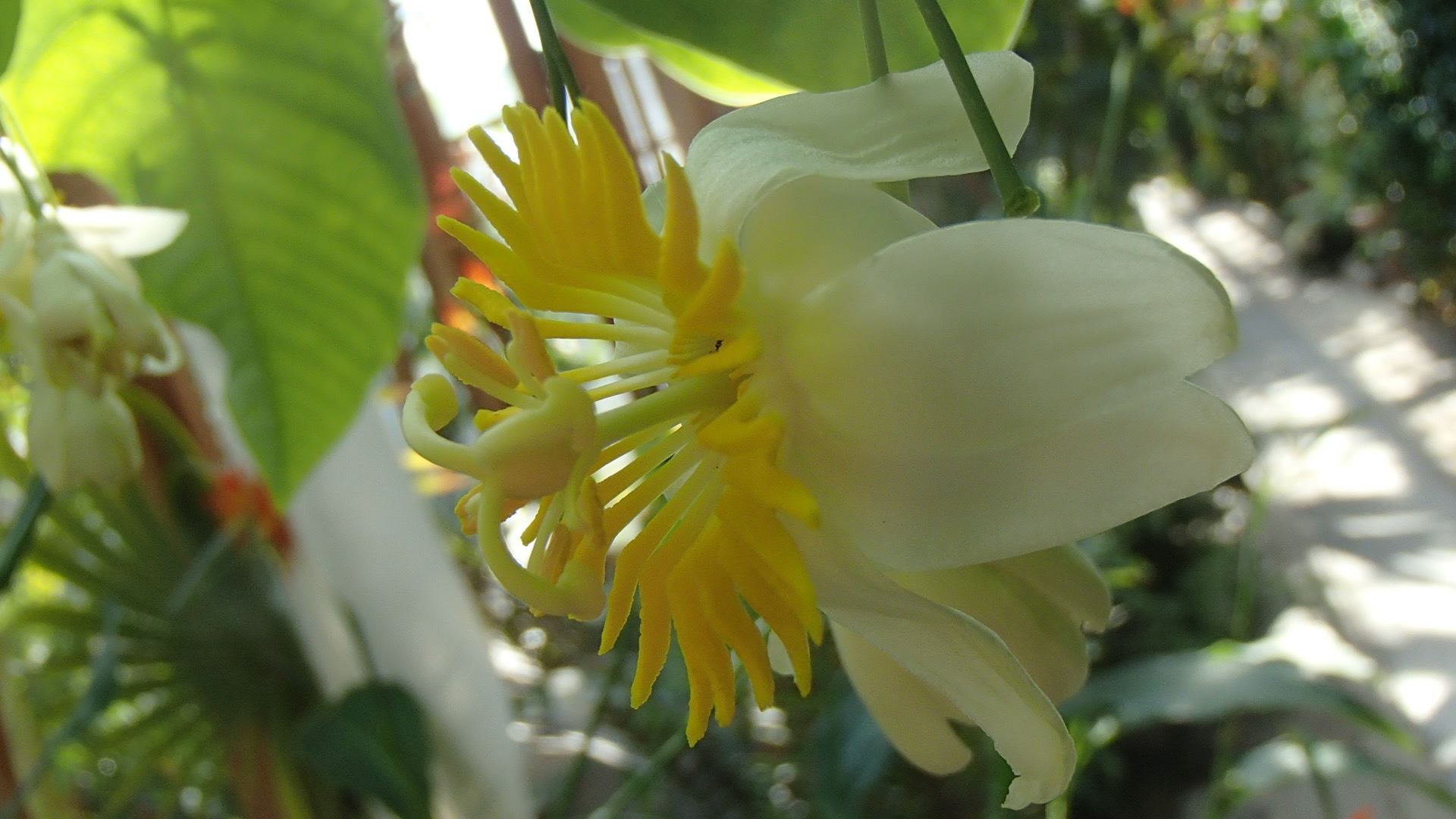 Image of Passiflora emarginata