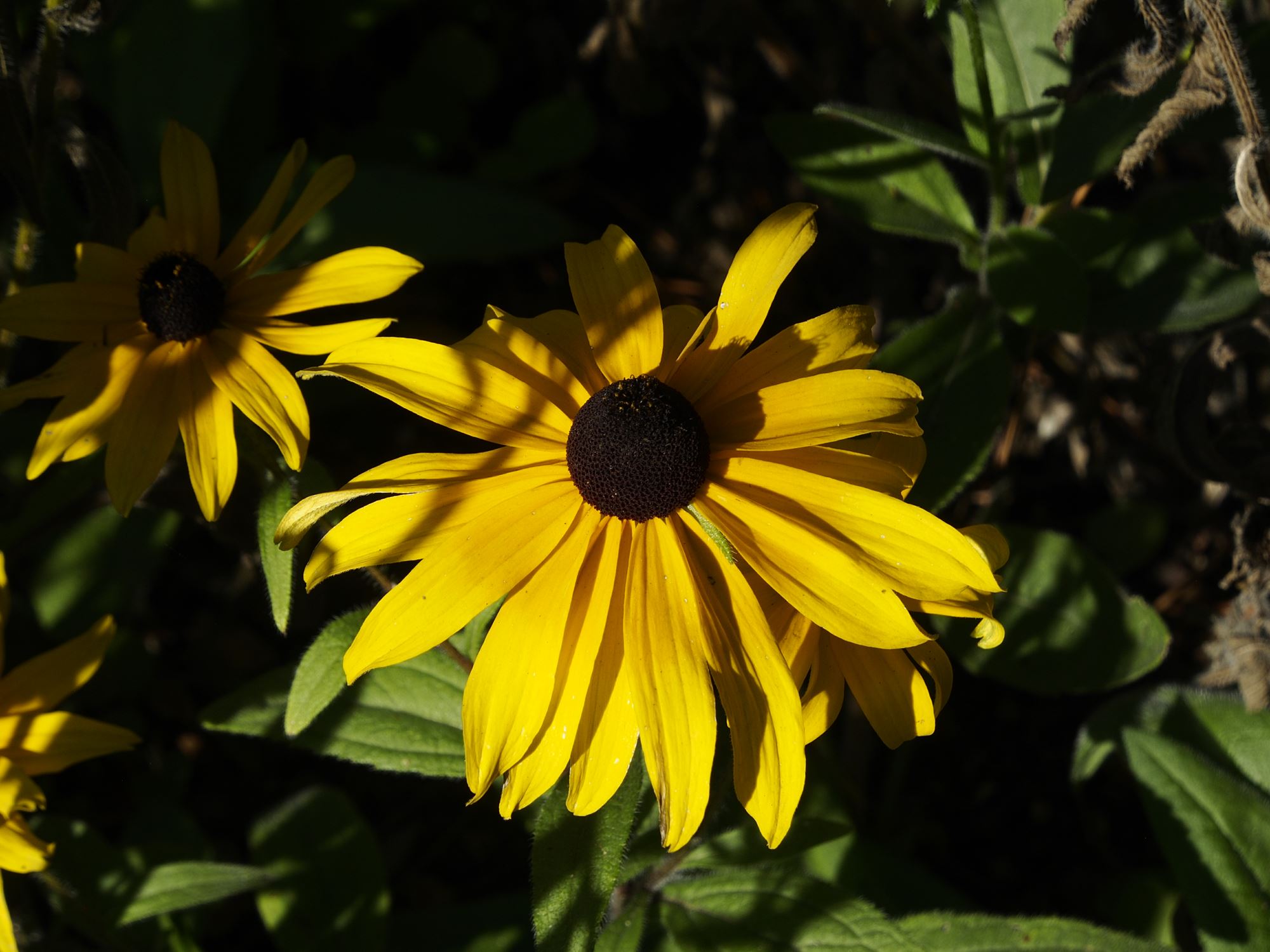 Image of Rudbeckia fulgida