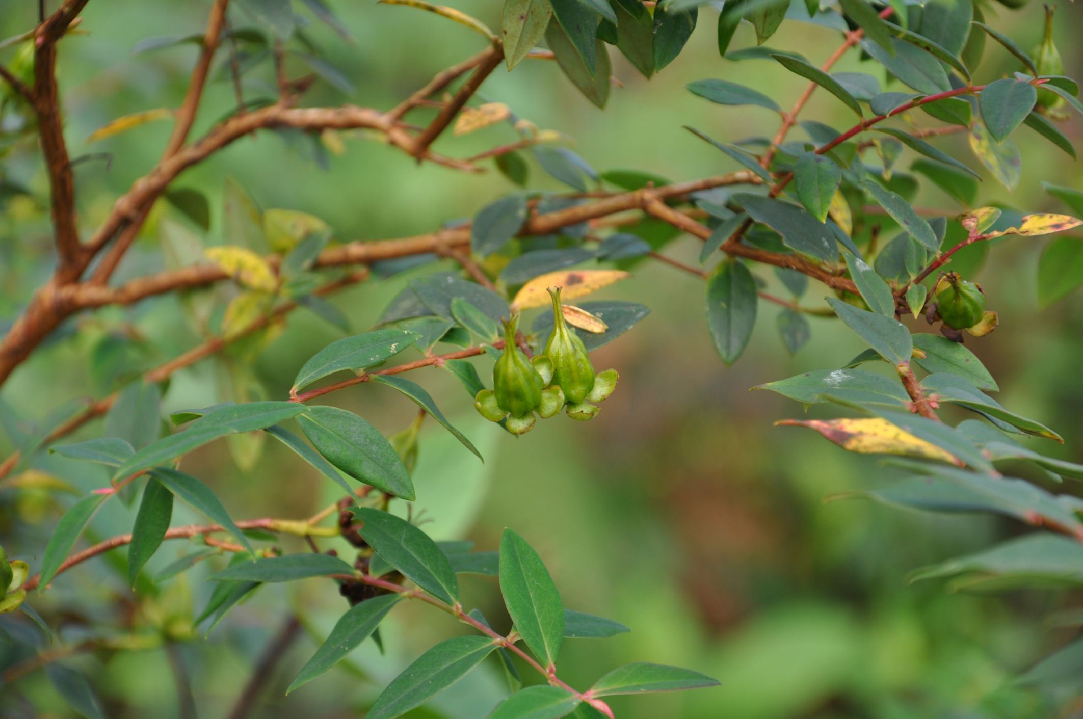 Image of Hypericum sp.