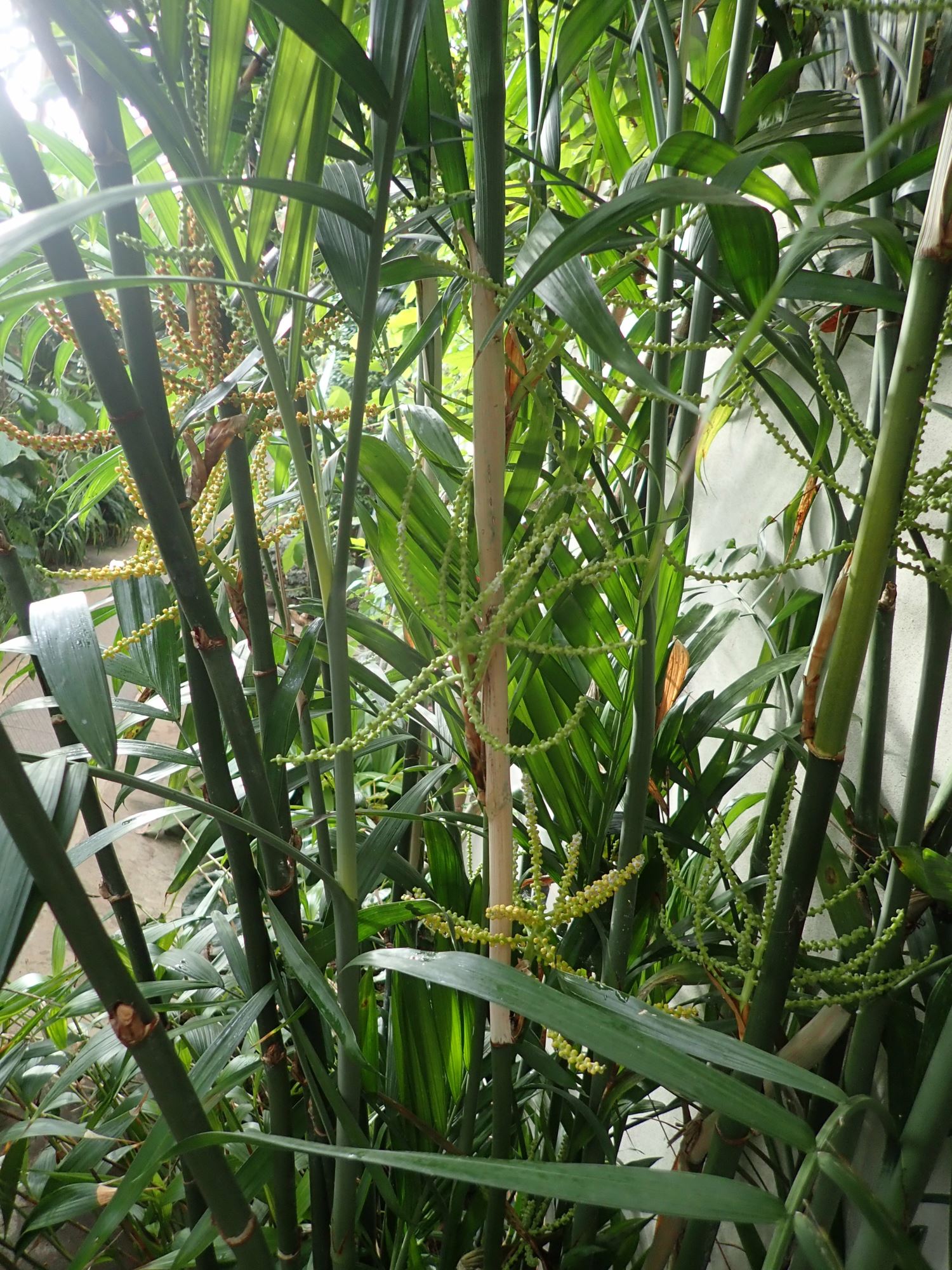 Image of Chamaedorea seifrizii