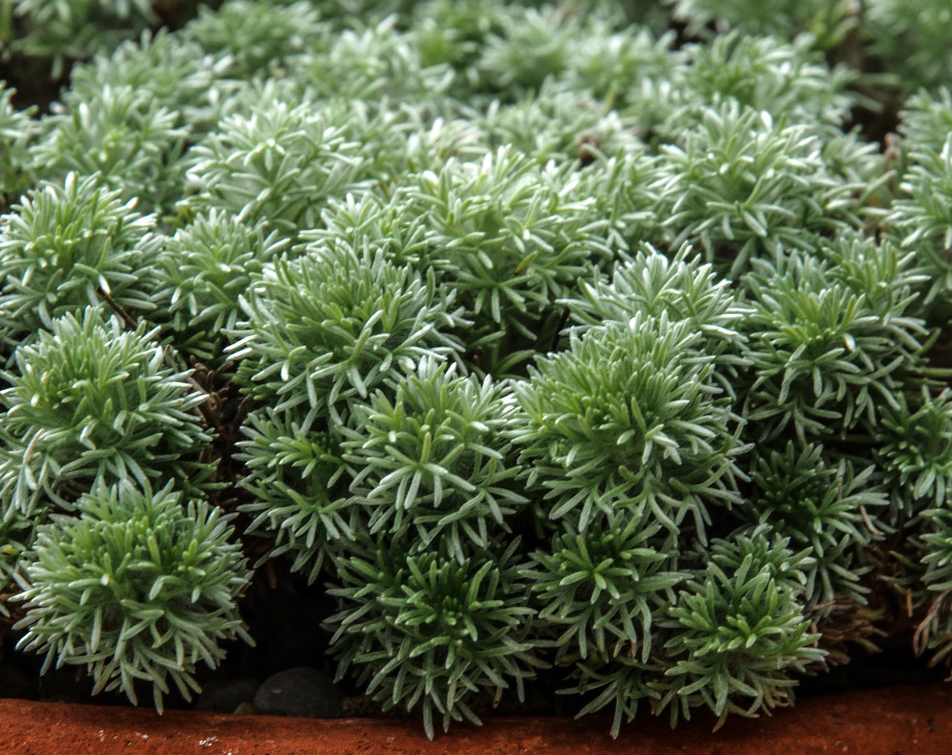 Image of Cotula hispida